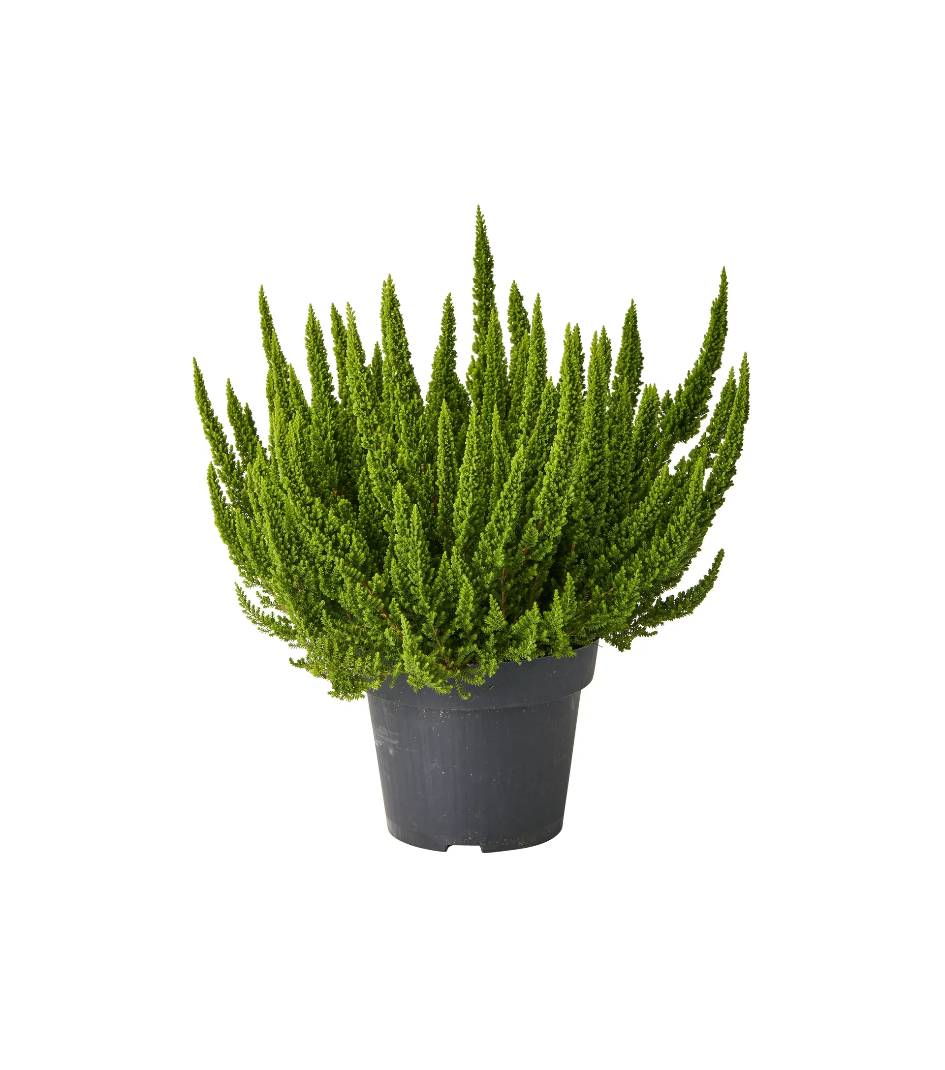 Calluna 'Skyline' 10,5 cm