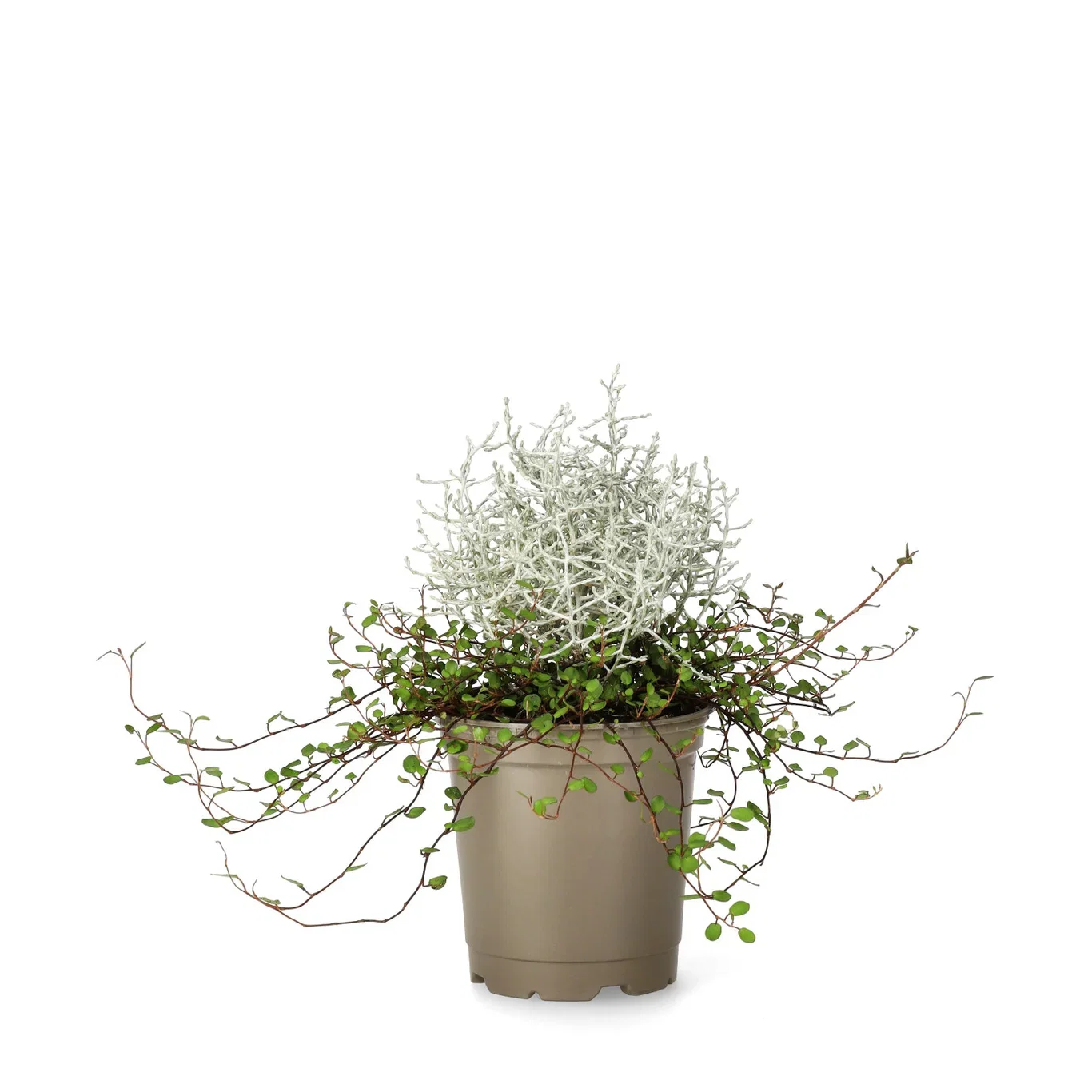 Höstgrupp silvergirland & slideranka