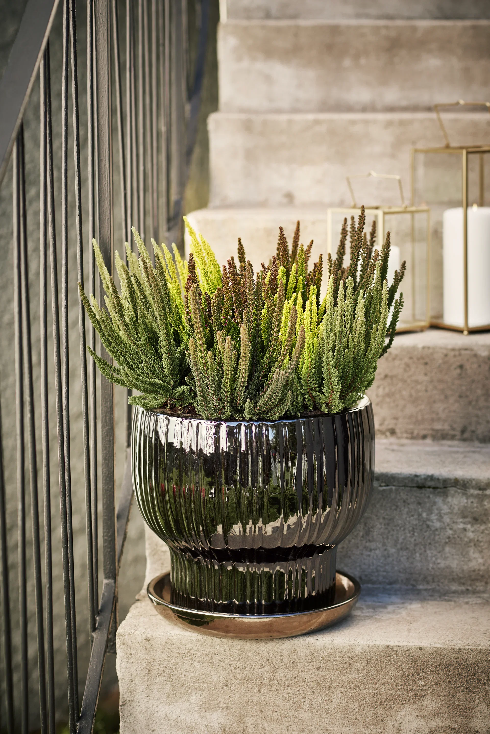 Calluna 'Skyline' 10,5 cm