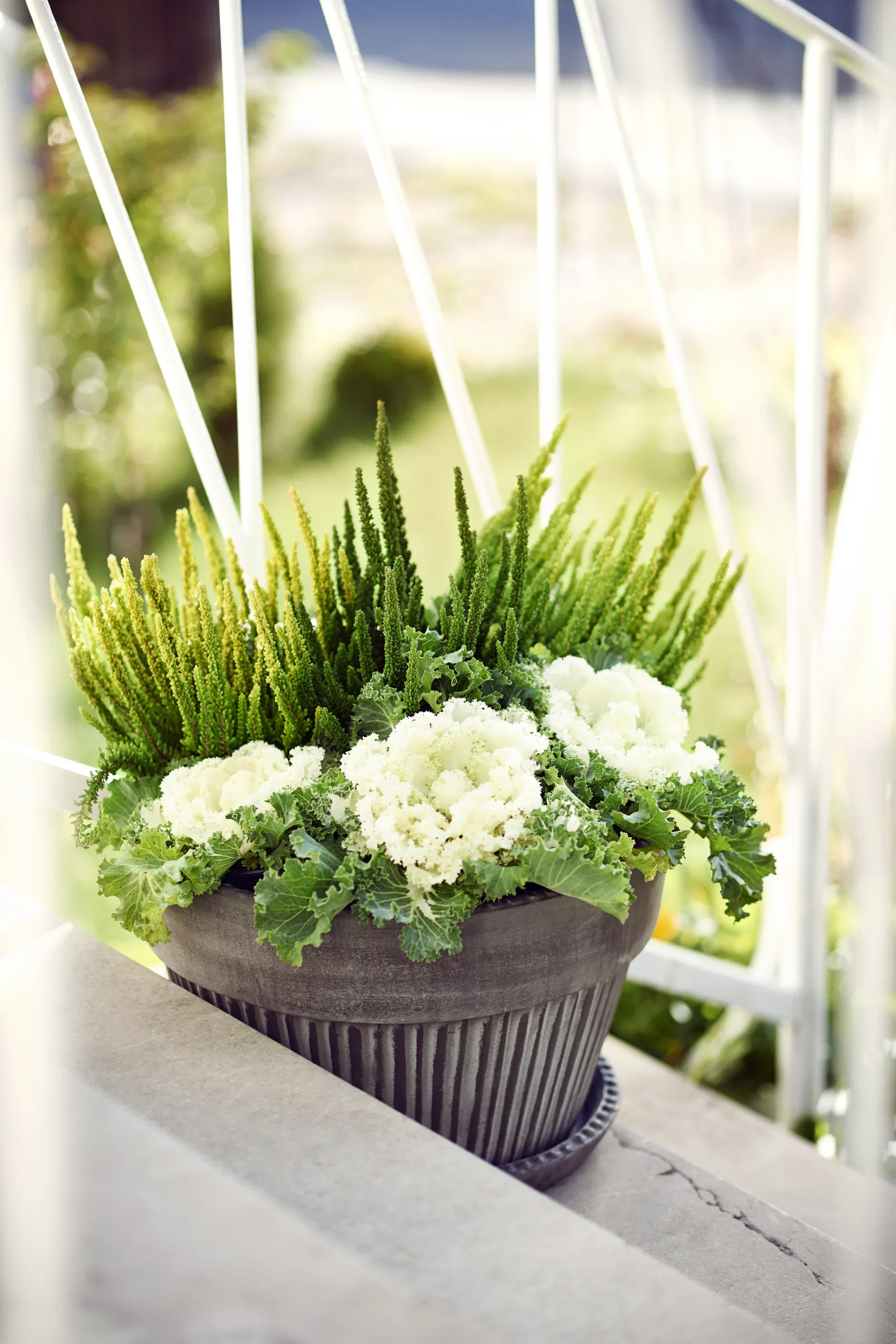 Calluna 'Skyline' 10,5 cm