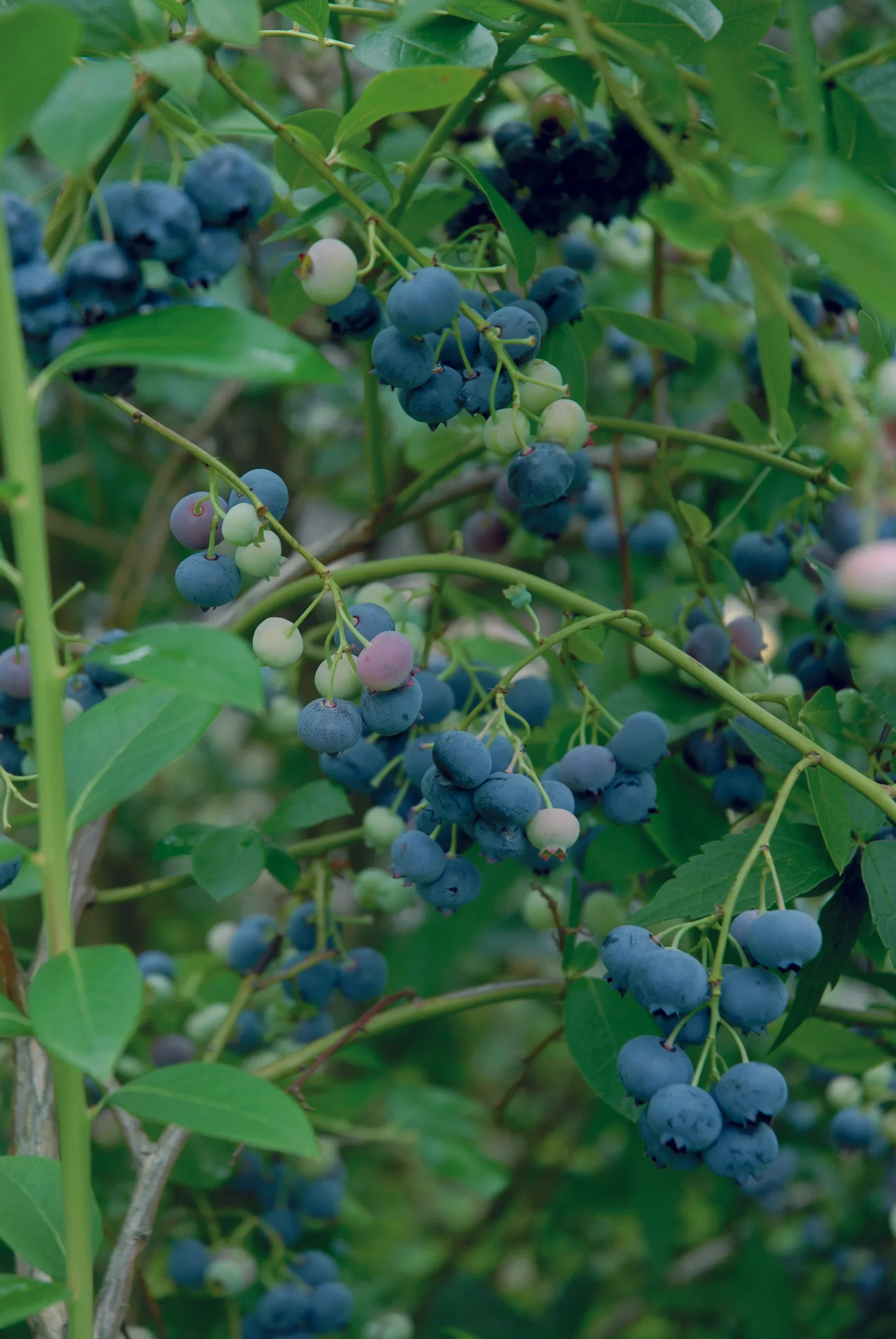 Amerikanskt blåbär 'Patriot'