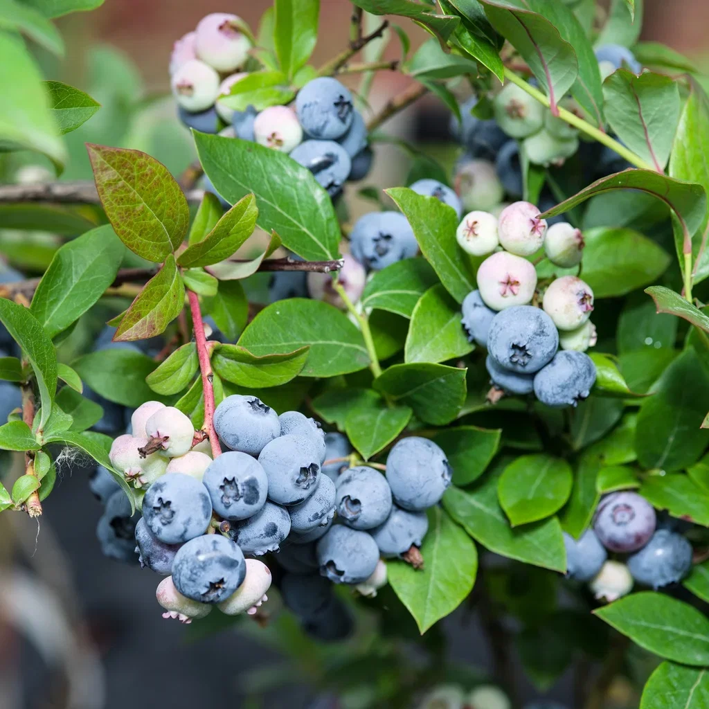 Amerikanskt blåbär 'Bluecrop'