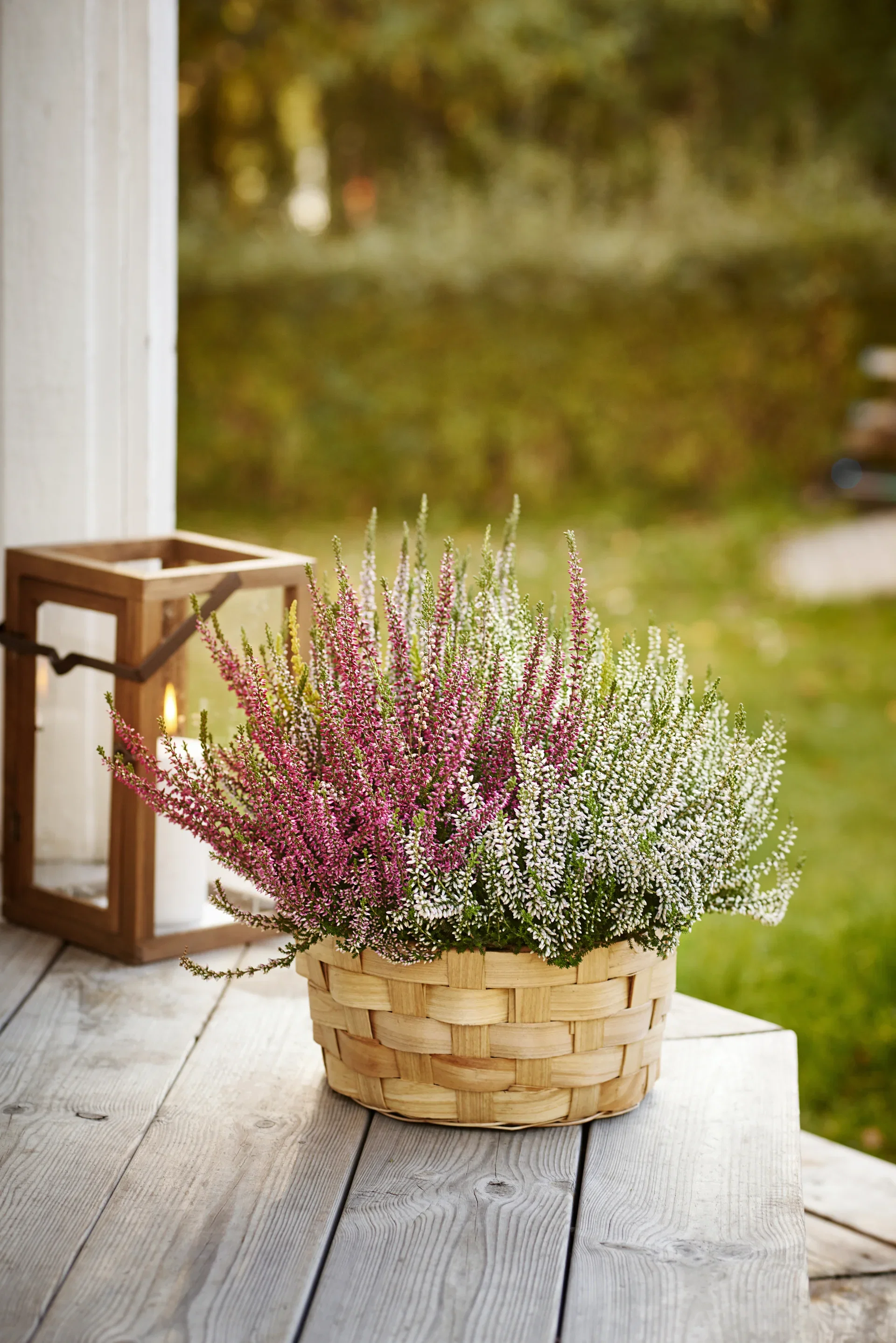 Calluna 'High Five' bowl 27 cm