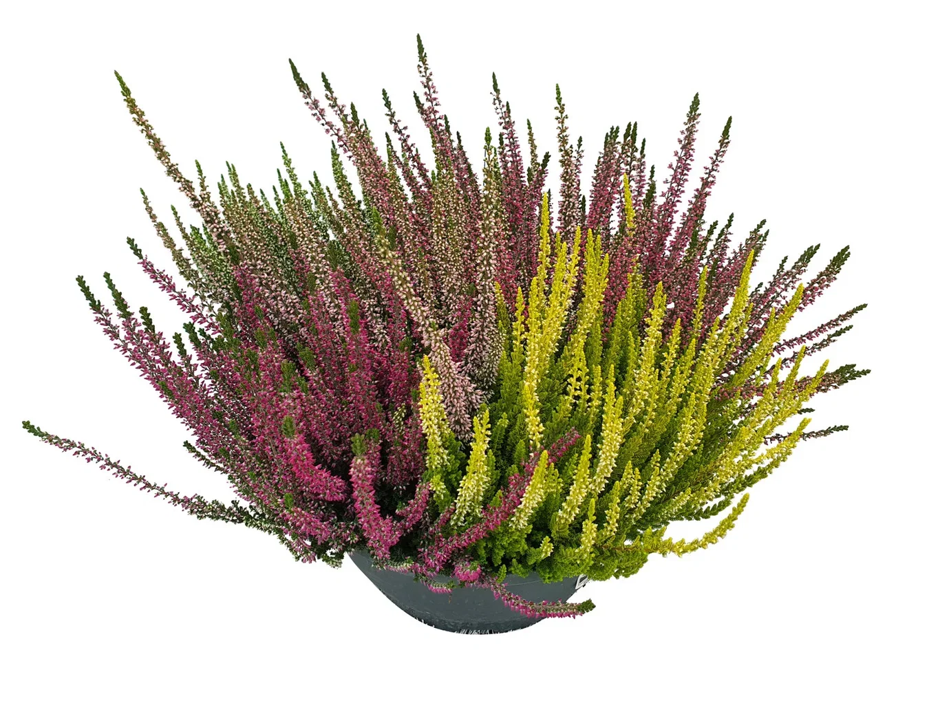 Calluna 'High Five' bowl 27 cm