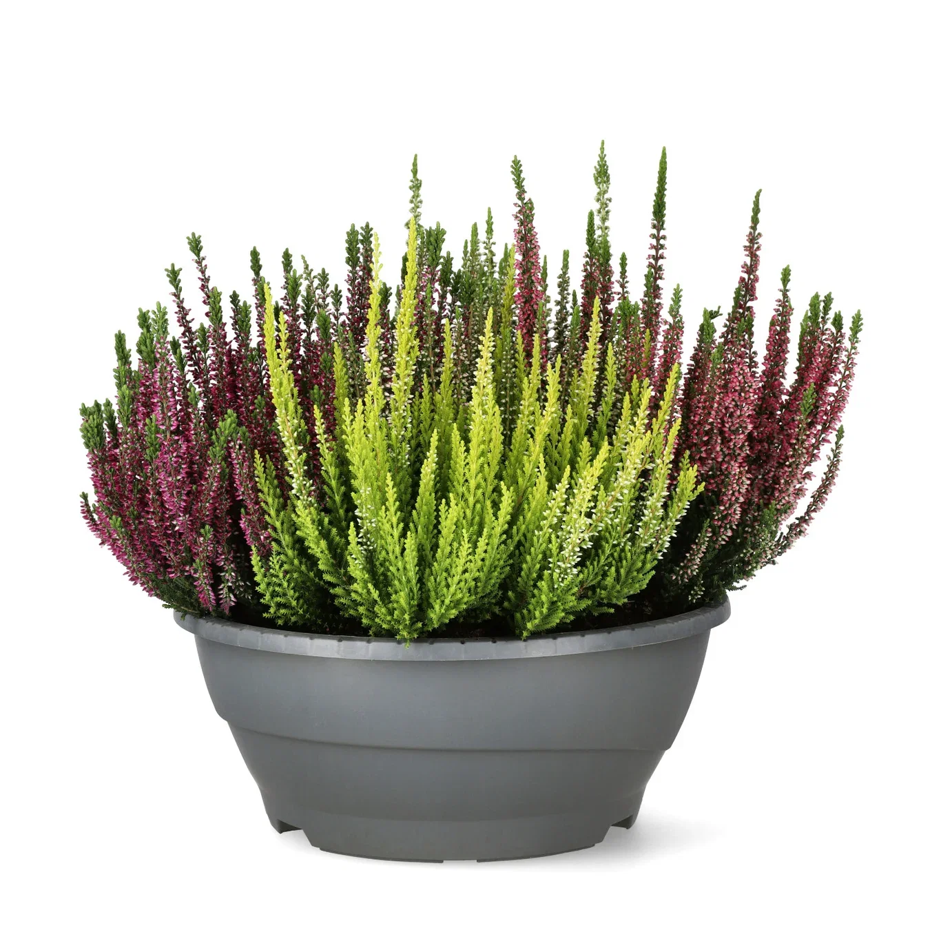 Calluna 'High Five' bowl 27 cm