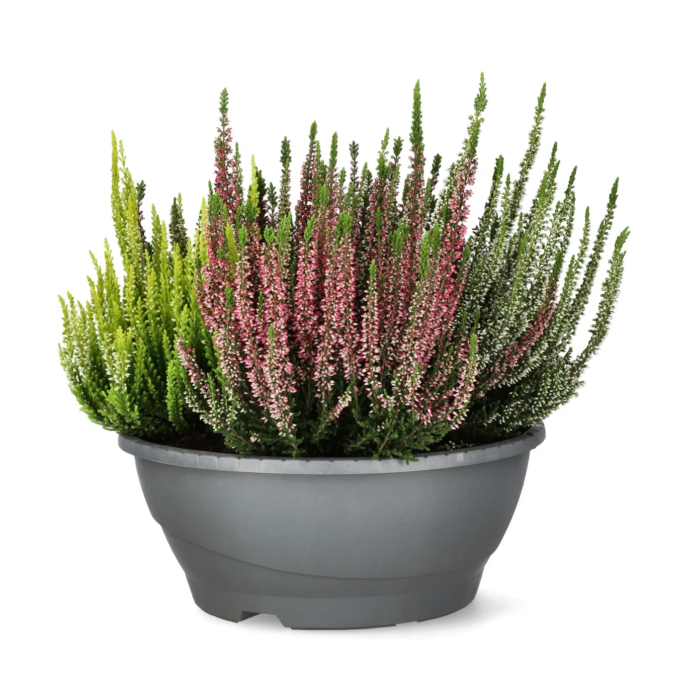Calluna 'High Five' bowl 27 cm