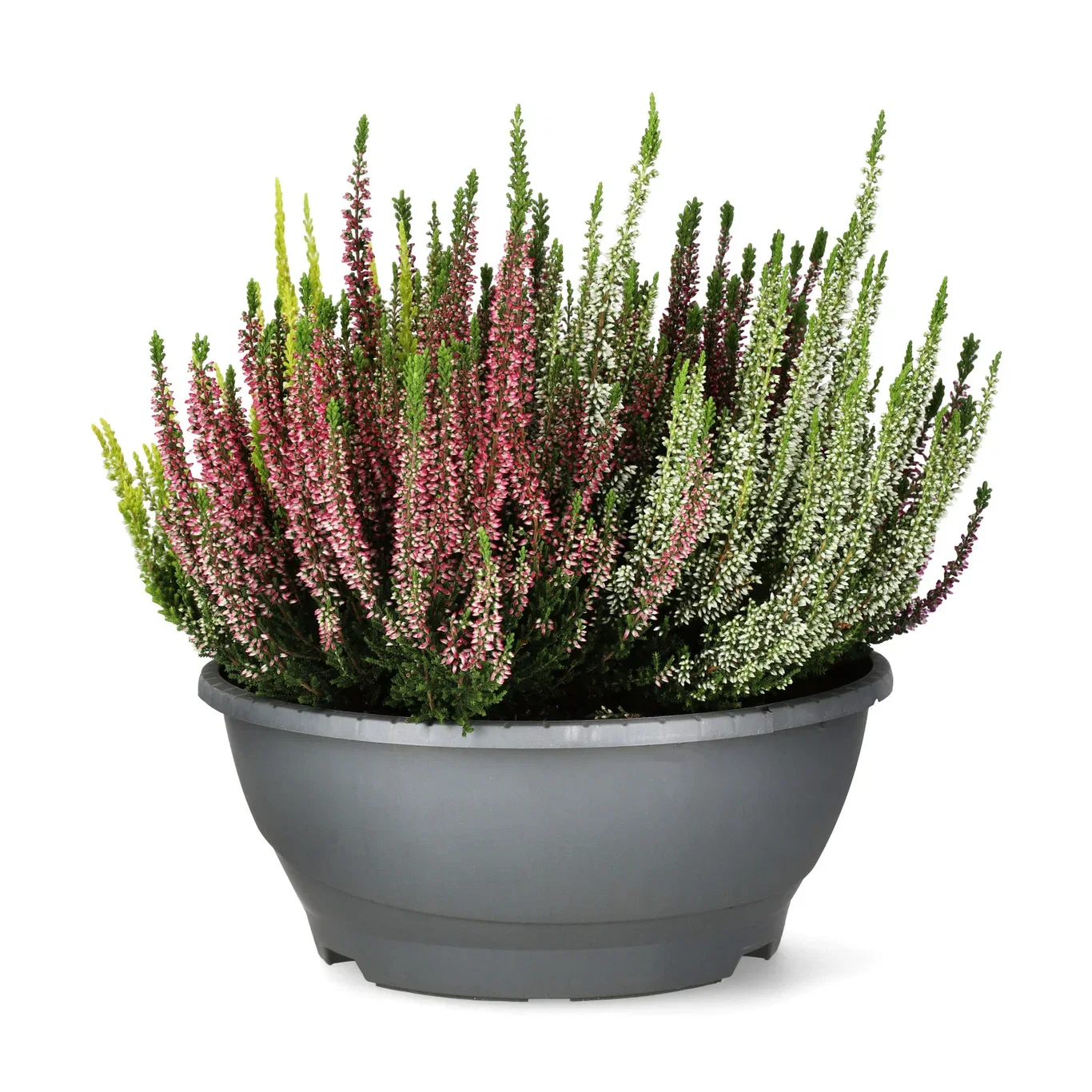 Calluna 'High Five' bowl 27 cm