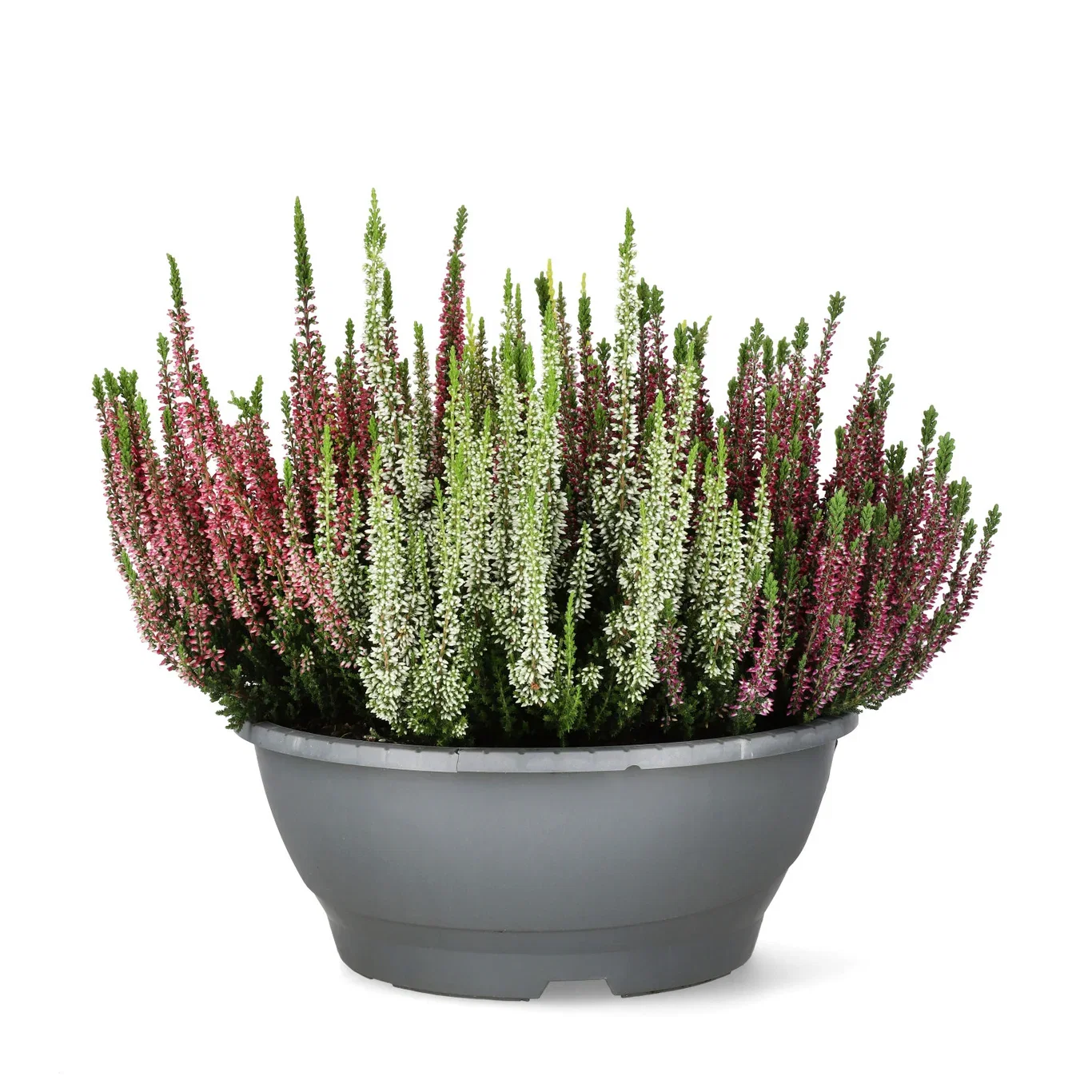 Calluna 'High Five' bowl 27 cm