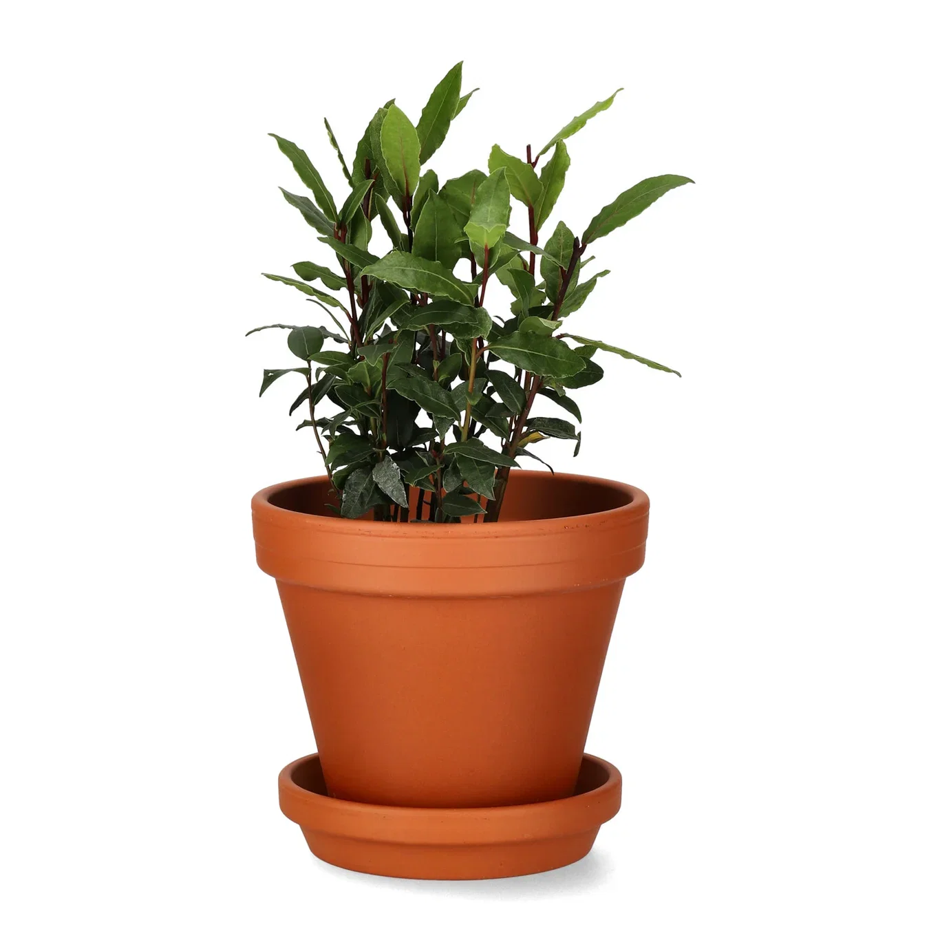 Saucer D15 w/s terracotta