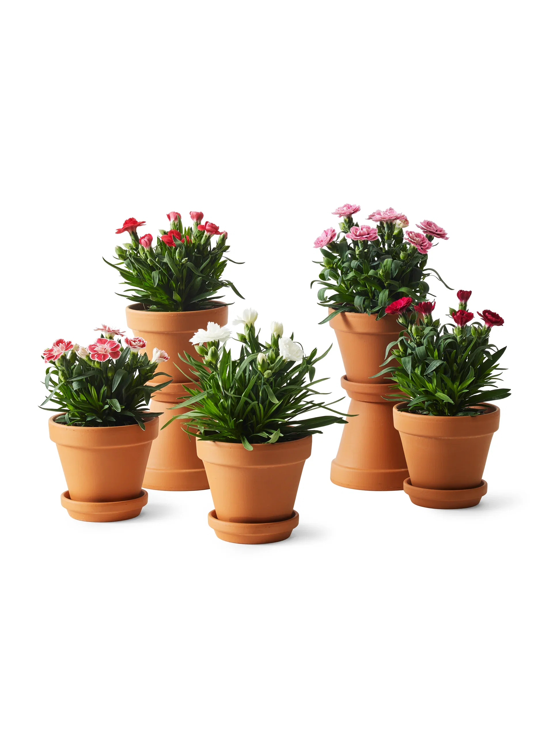 Saucer D13,5 w/s terracotta