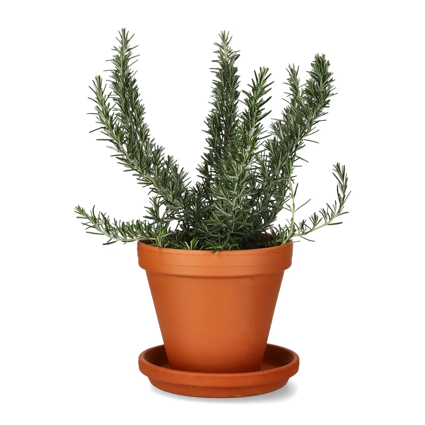 Saucer D18 w/s terracotta