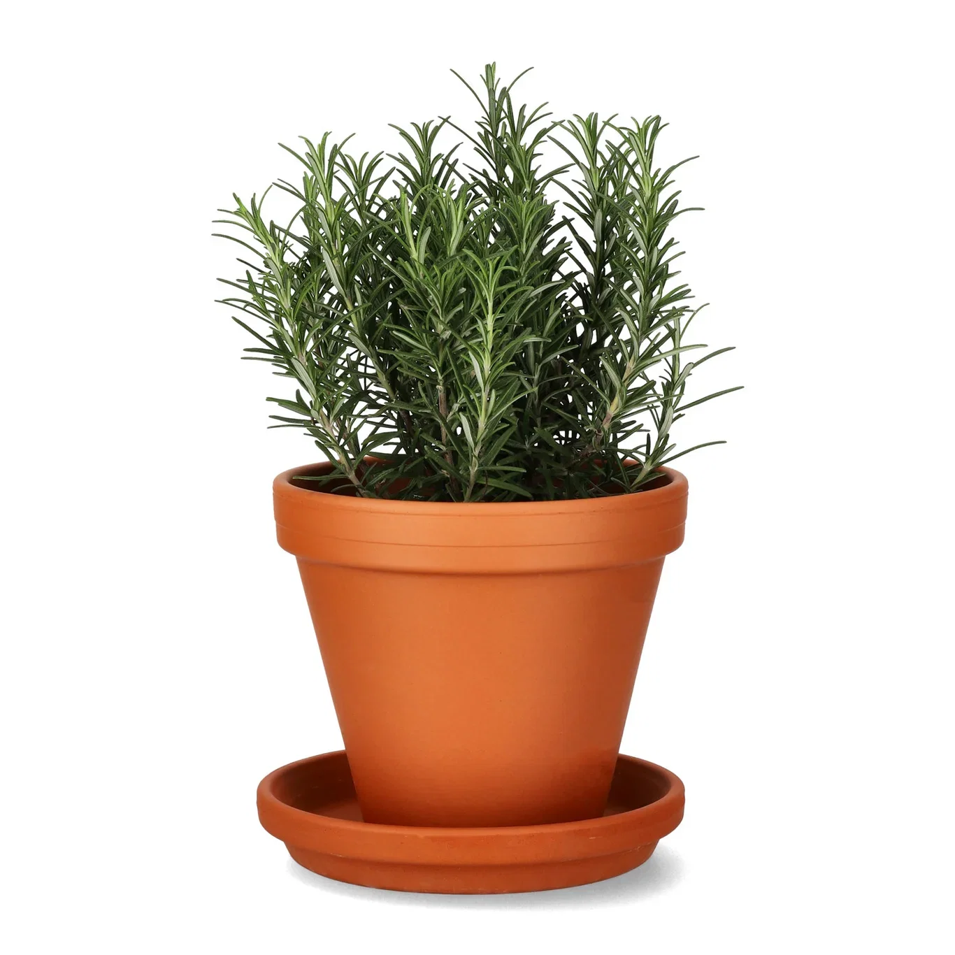 Saucer D18 w/s terracotta