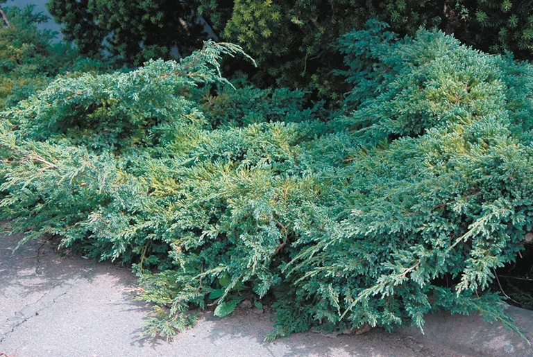 Himalaya-en 'Blue Carpet'