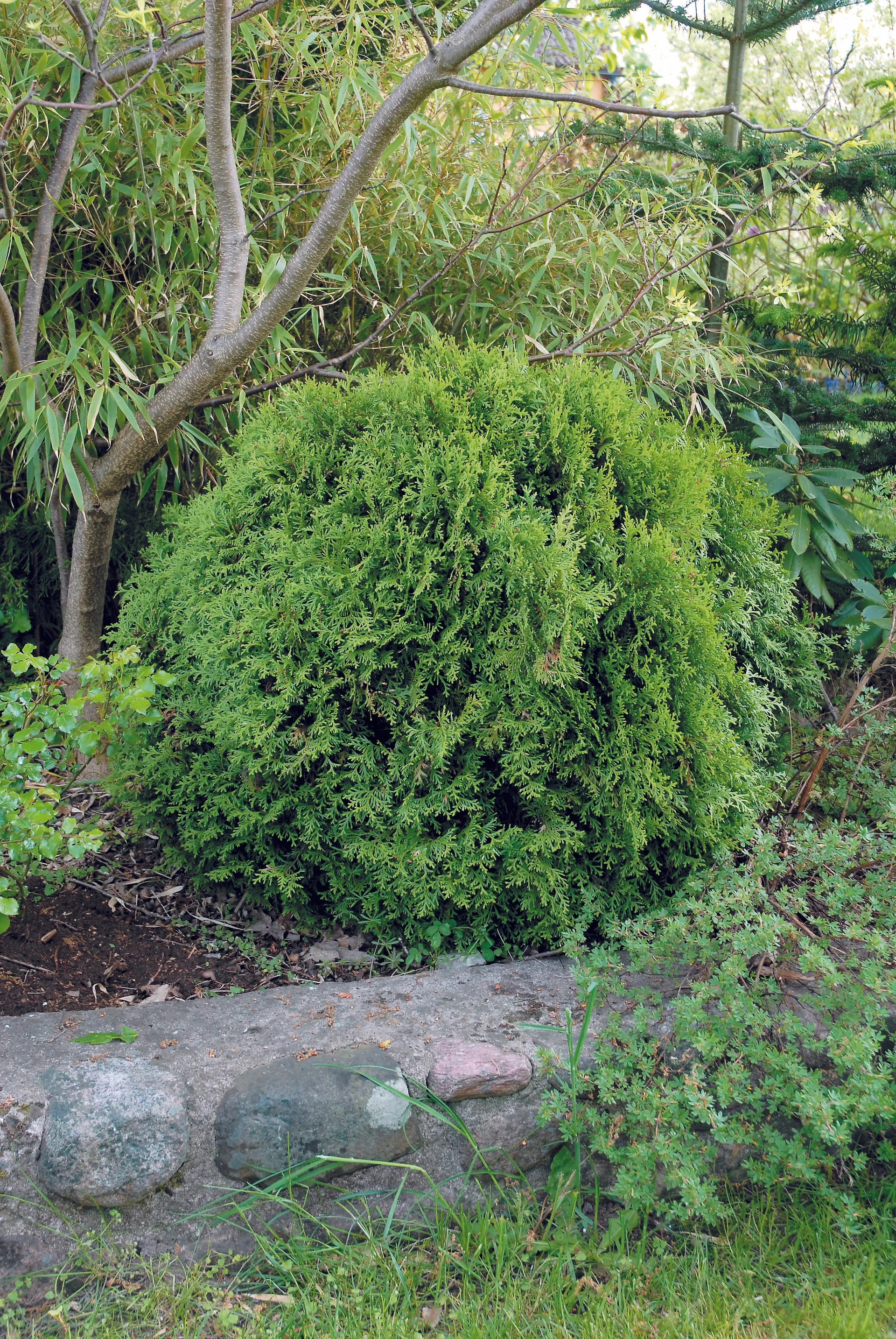 Tuja 'Danica'