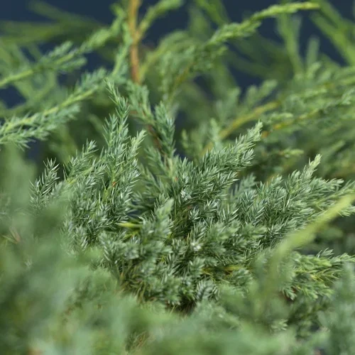 Himalaya-en 'Blue Carpet'