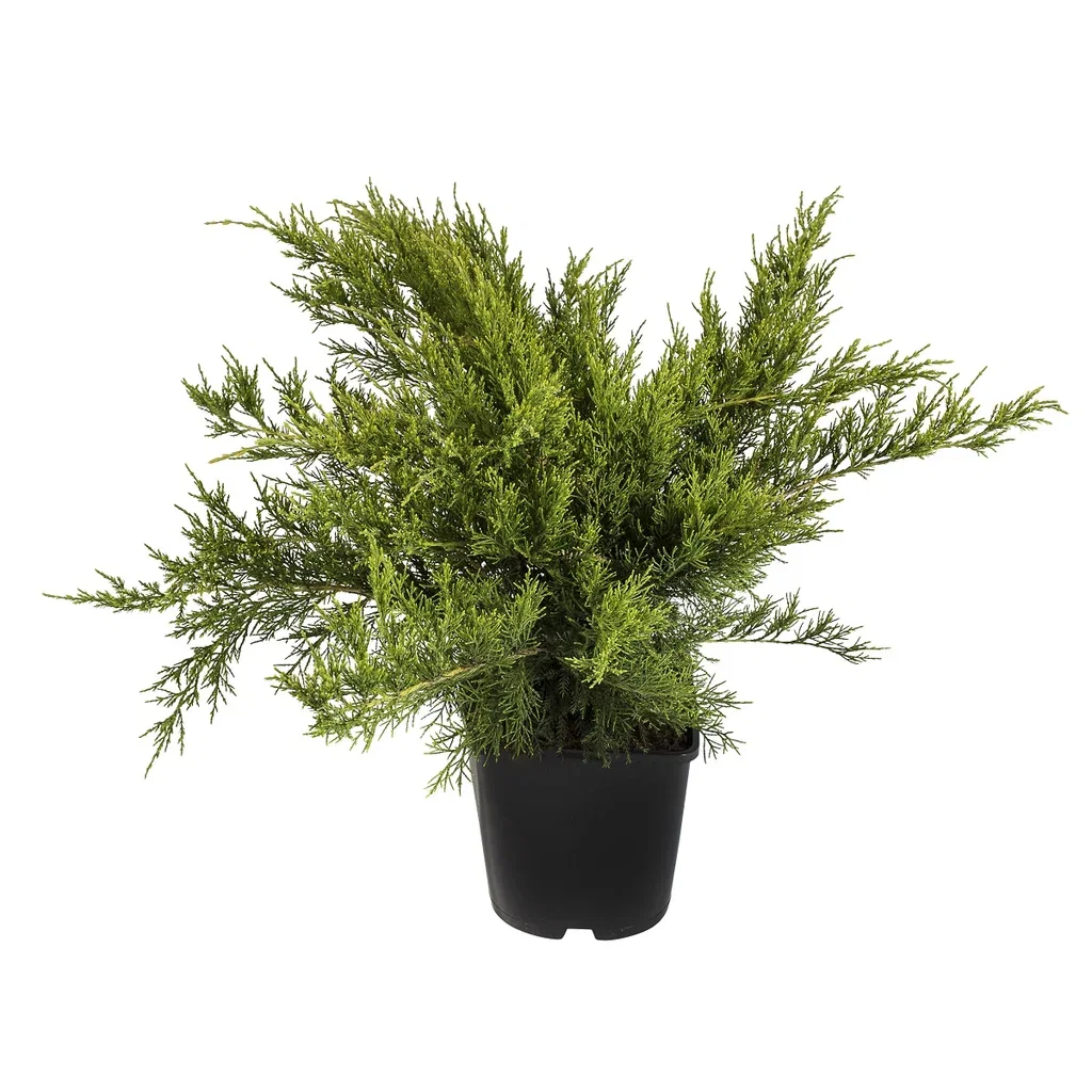 Trädgårds-en 'Mint Julep'