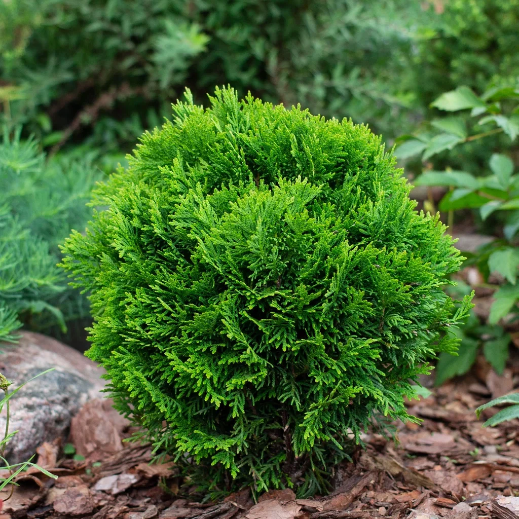 Tuja 'Danica'