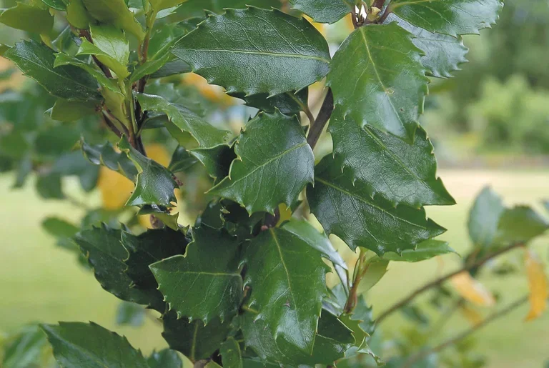 Blå järnek 'Heckenstar'