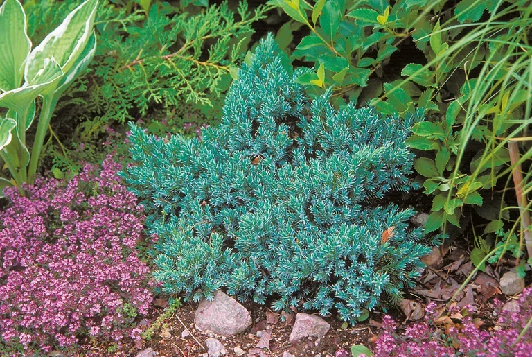 Himalaya-en 'Blue Star'