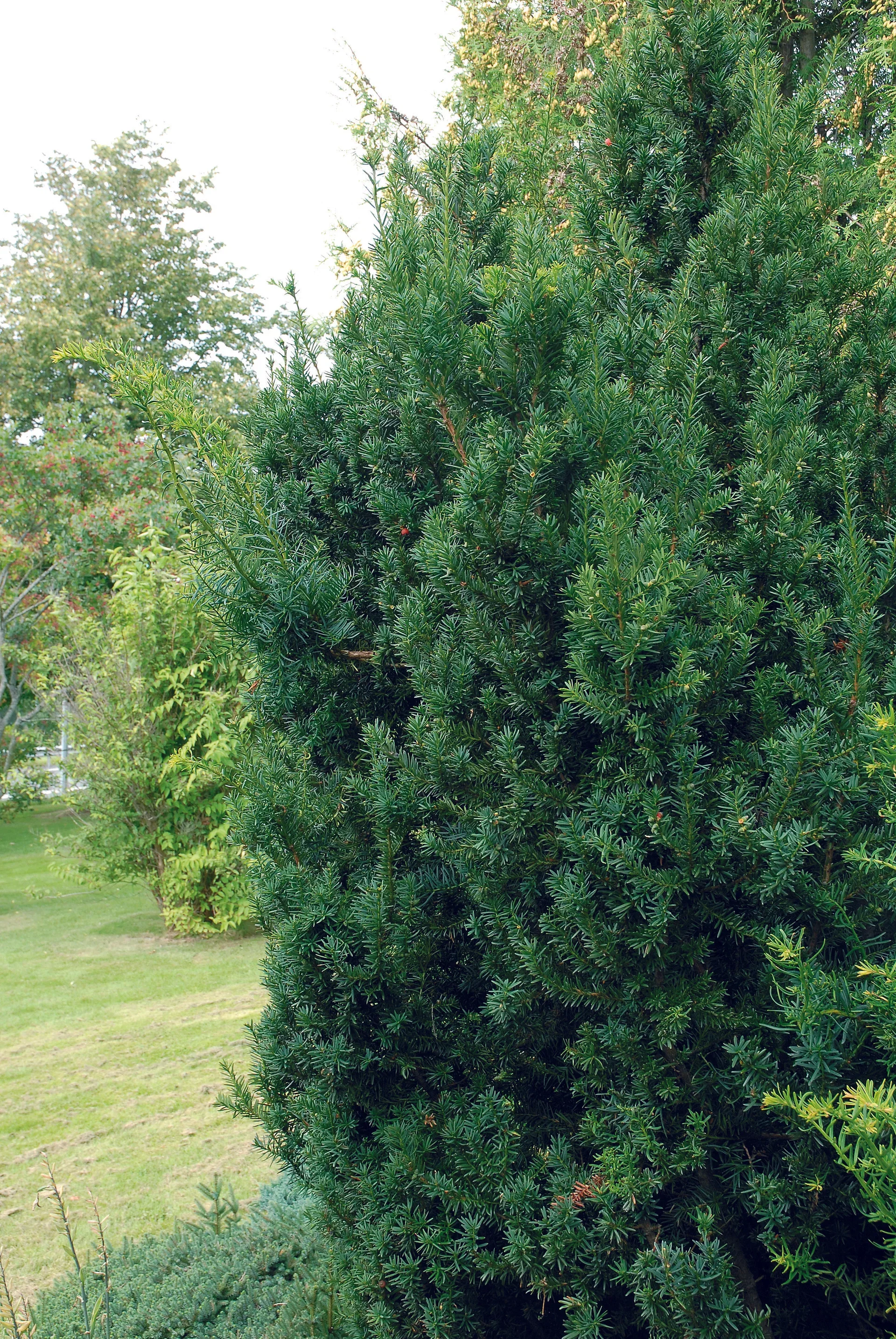 Taxus x media 'Hillii' 25-30cm 2L
