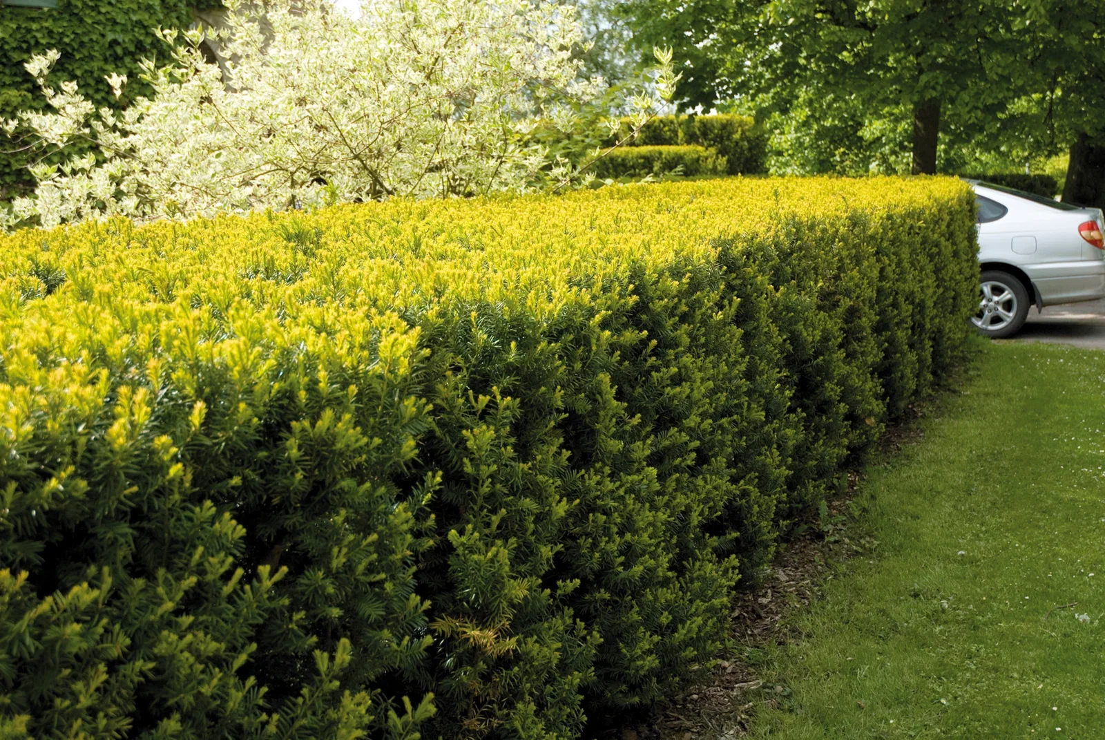 Taxus x media 'Hillii' 25-30cm 2L