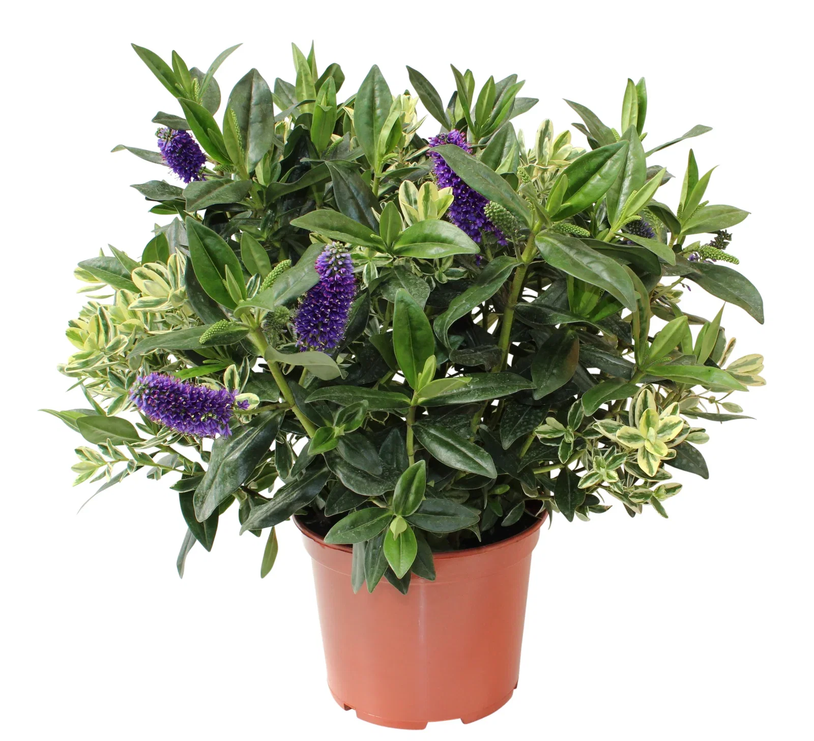 Hebe × andersonii twins´s 23 cm