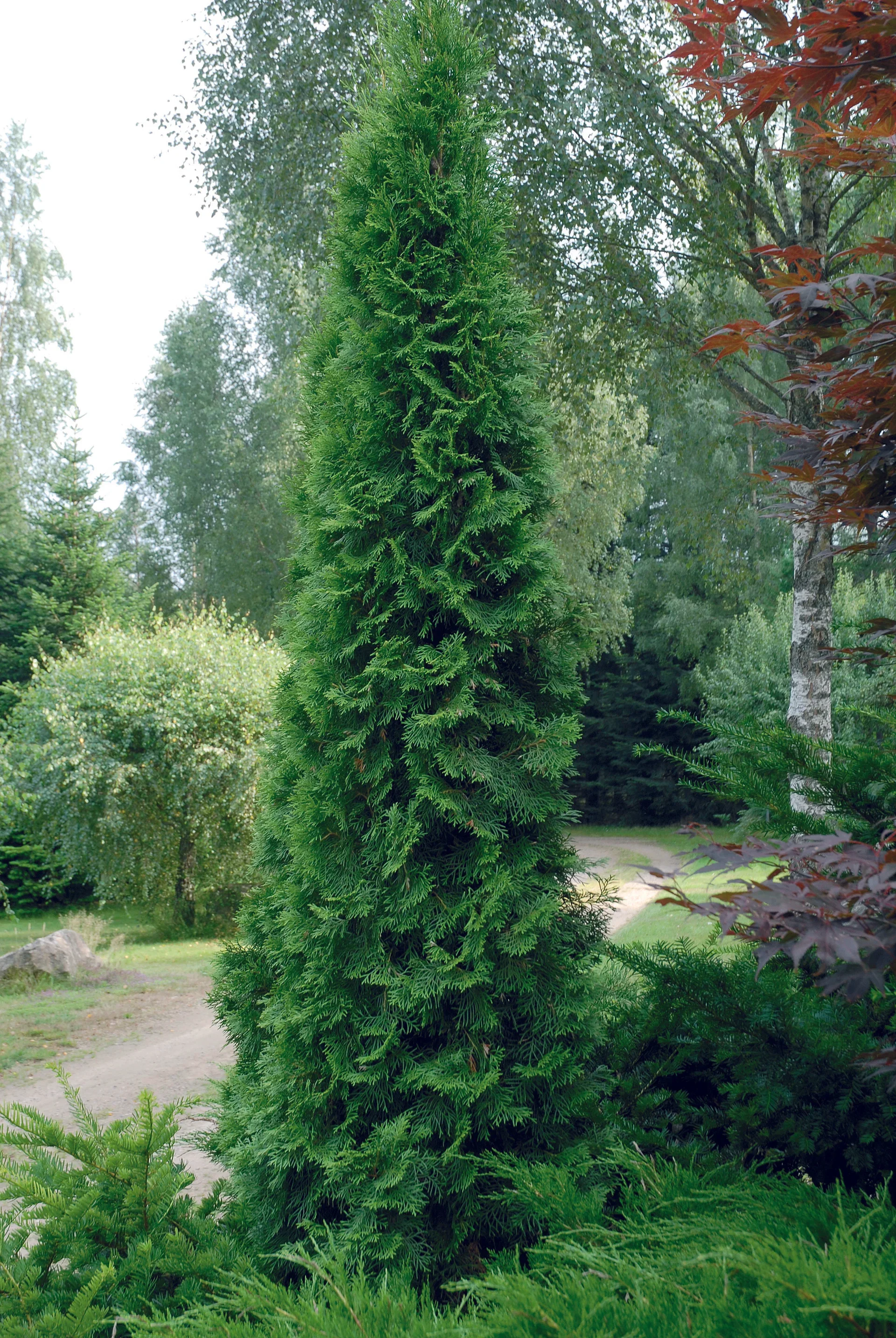 Tuja 'Smaragd'