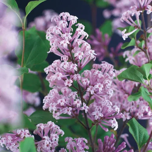 Syringa meyeri 'Palibin' stem 80 cm 23cm