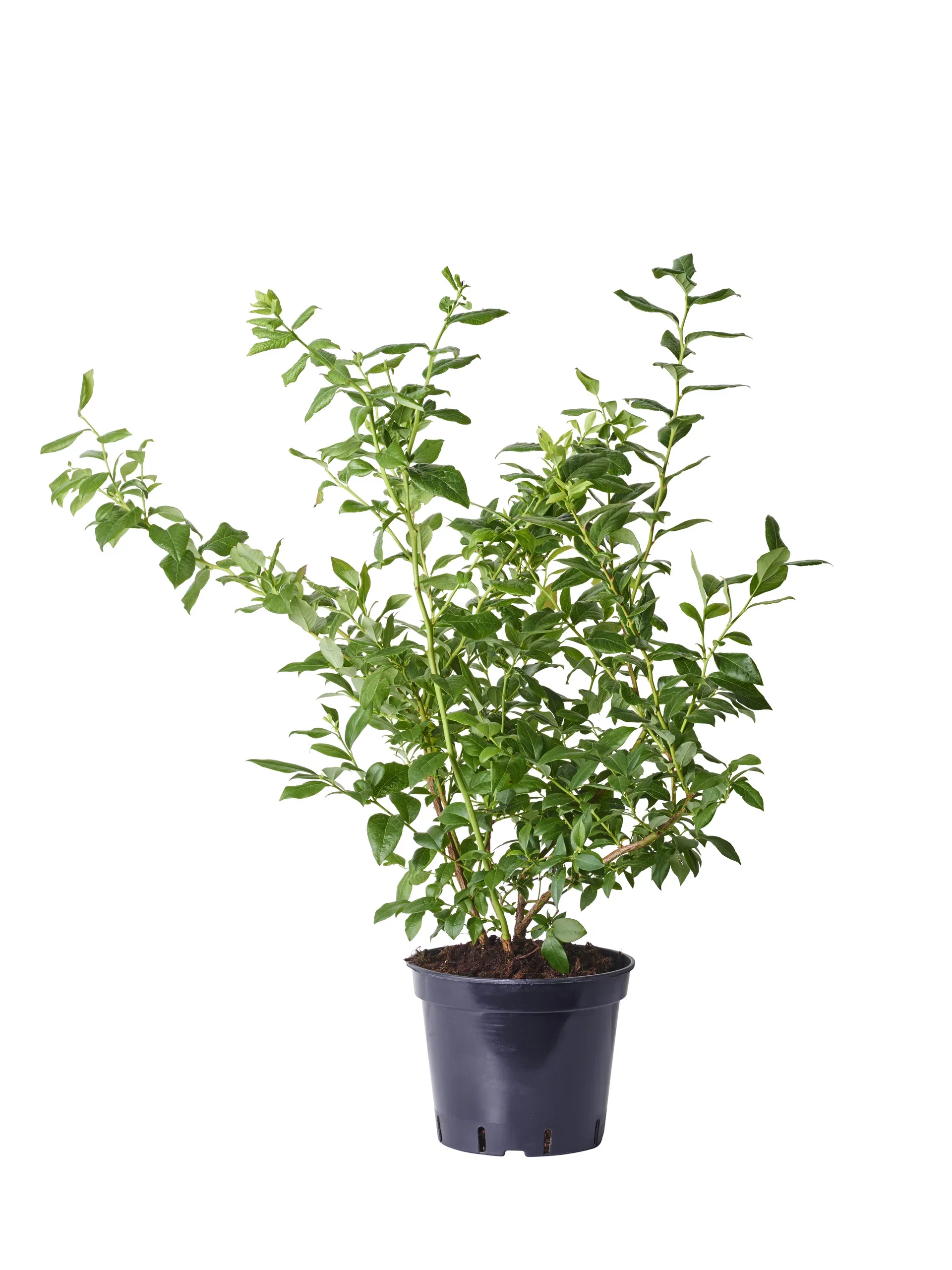 Vaccinium corymbosum 'Bluecrop' 50-60 22cm