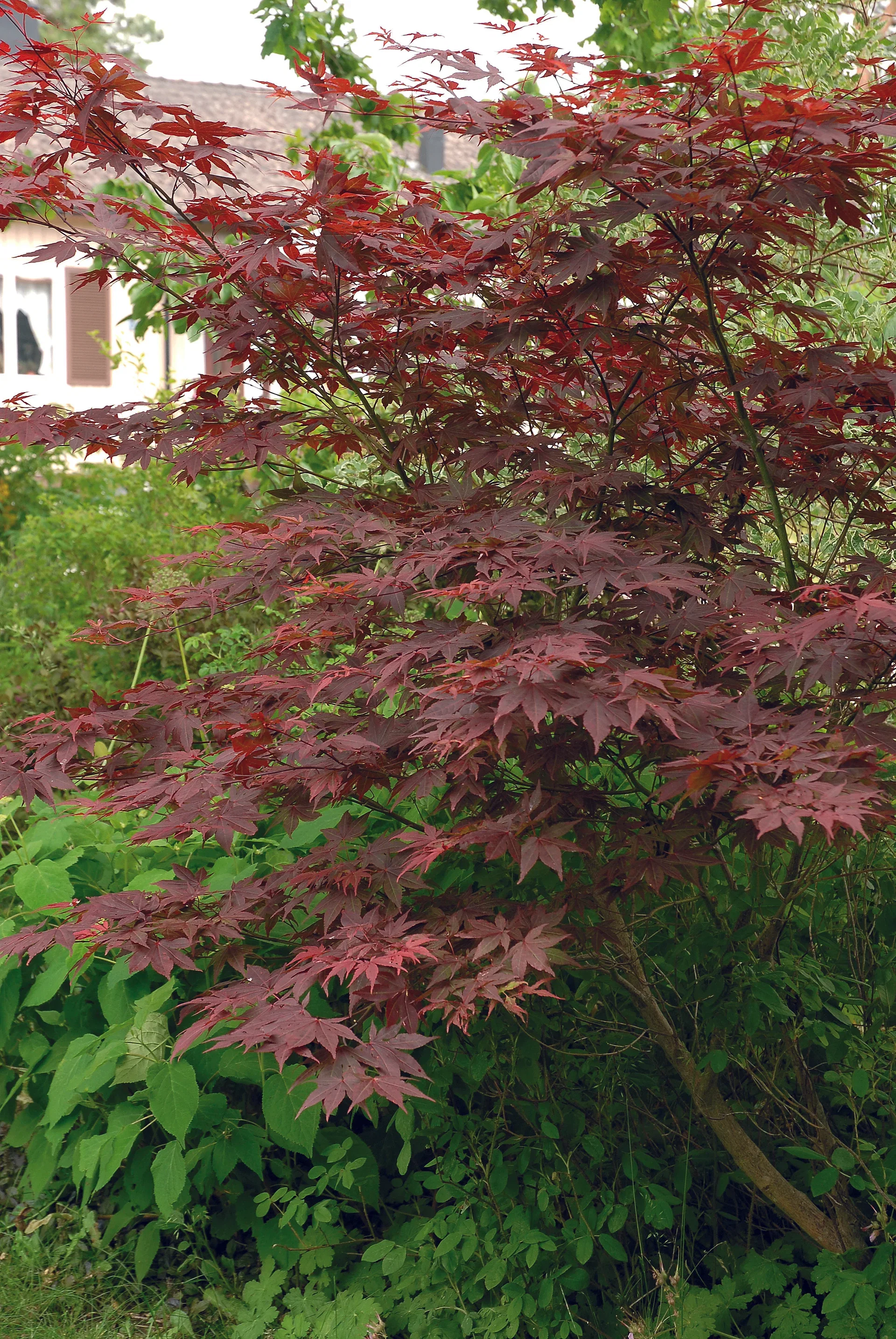 Japansk lönn 'Atropurpureum'