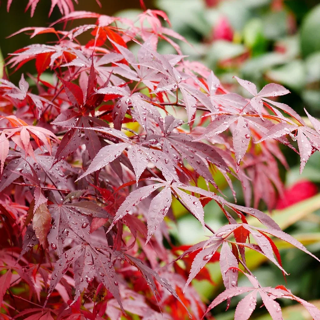 Japansk lönn 'Atropurpureum'