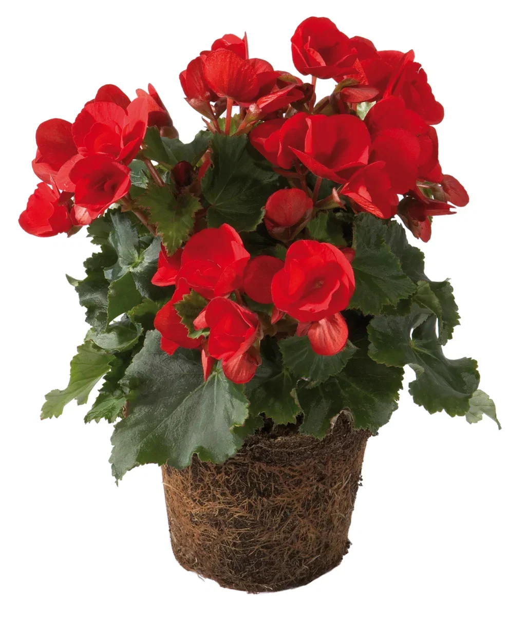 Begonia Betulia