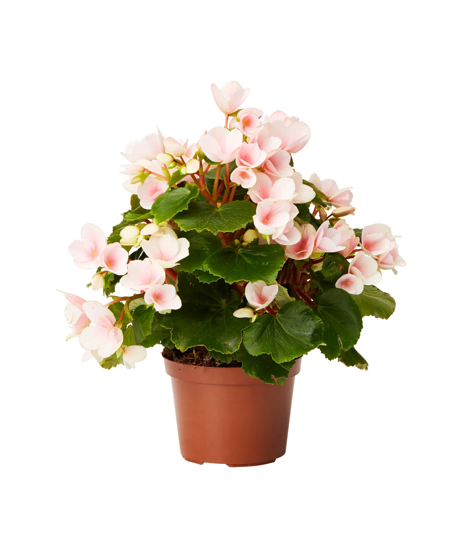 Begonia Betulia