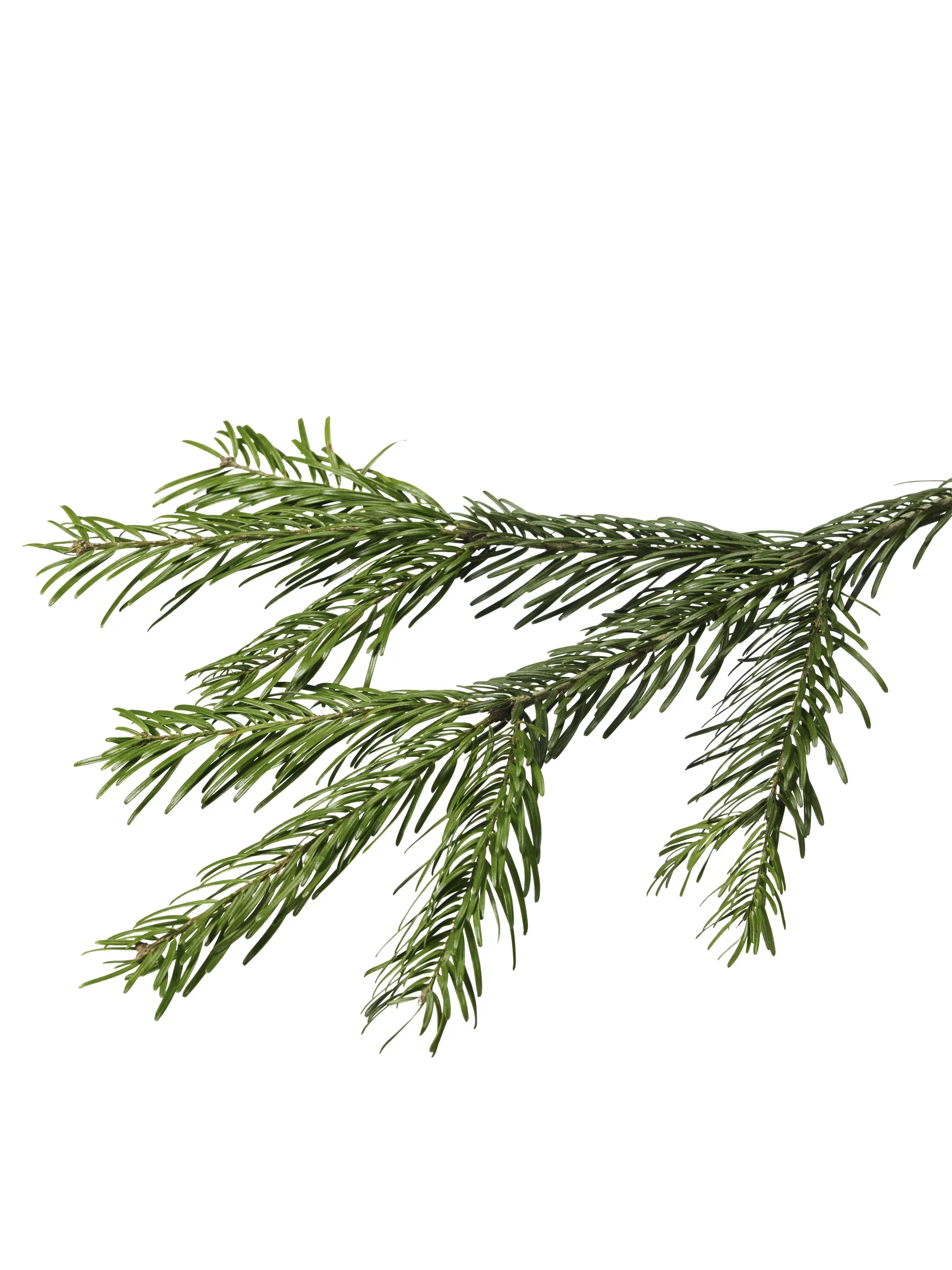Kungsgran 160-190cm