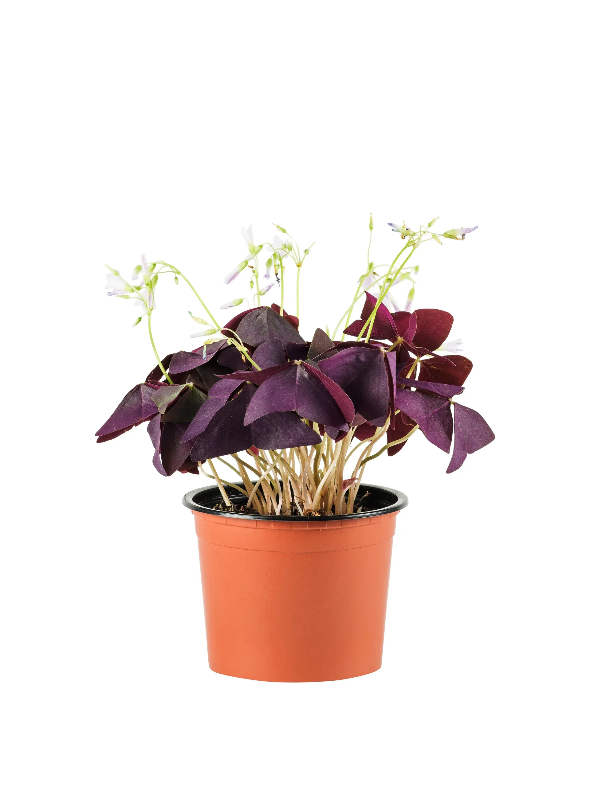 Triangeloxalis