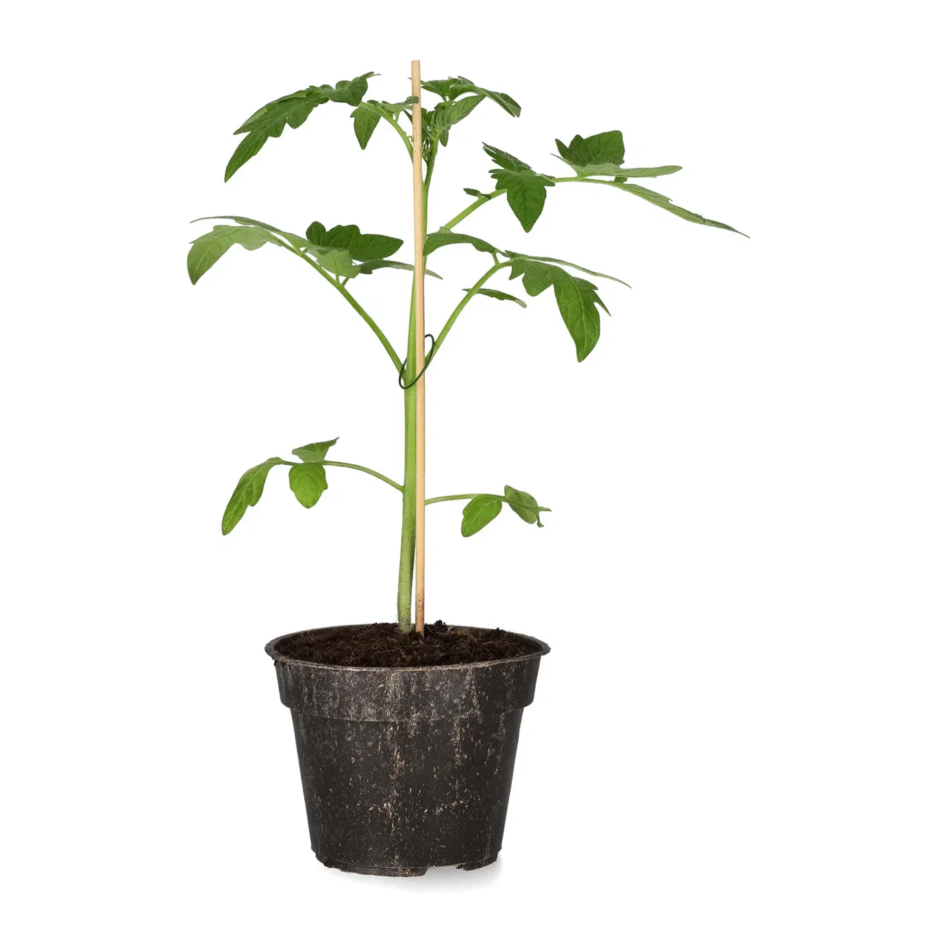 Bifftomat ´Marmande´