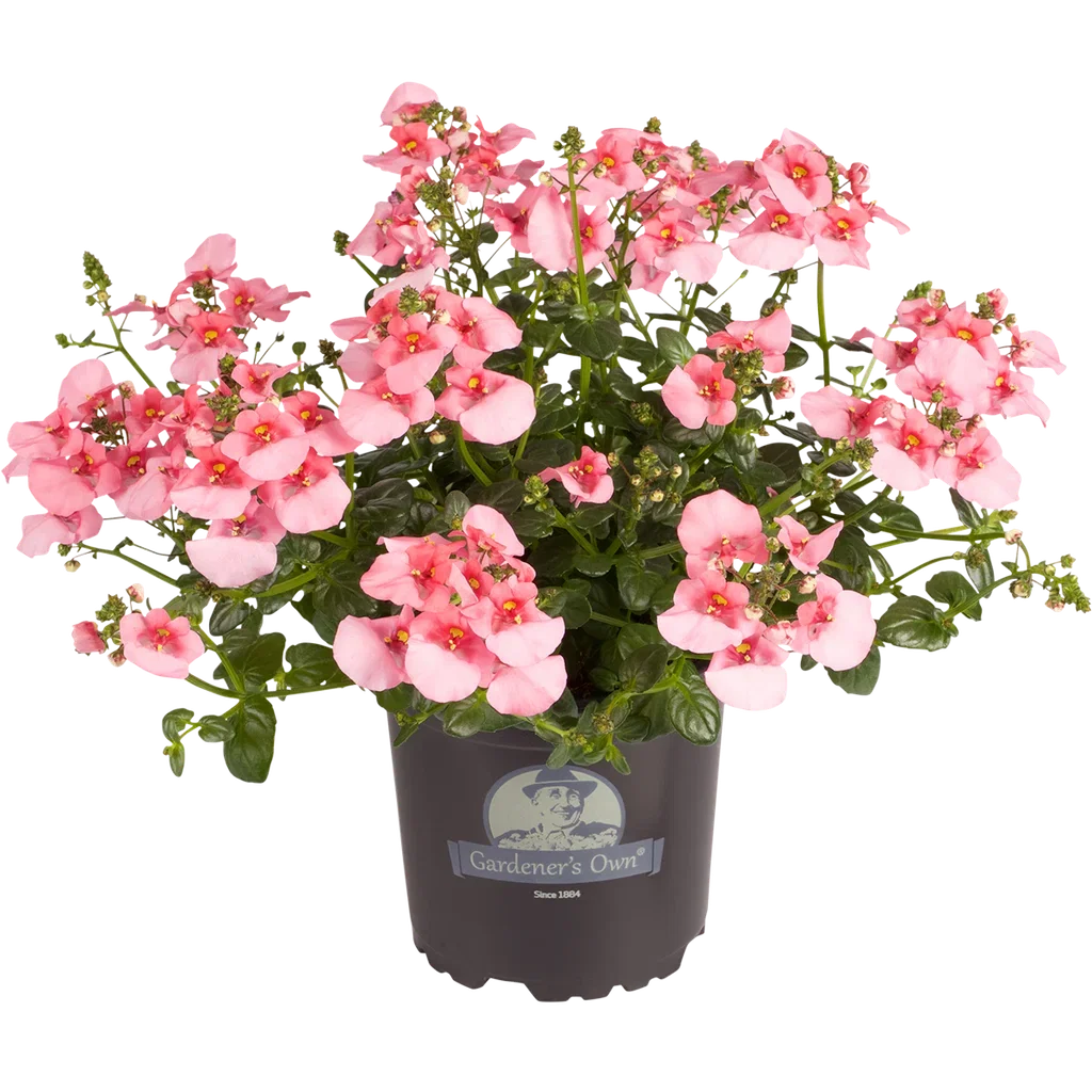 All N. Diascia 10,5 cm