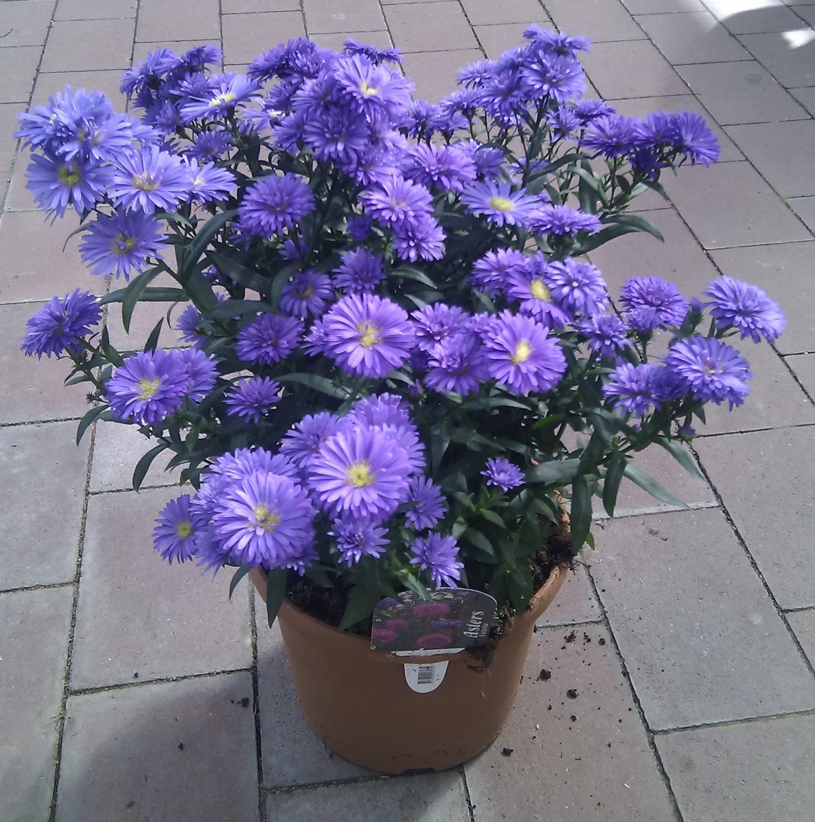 Aster