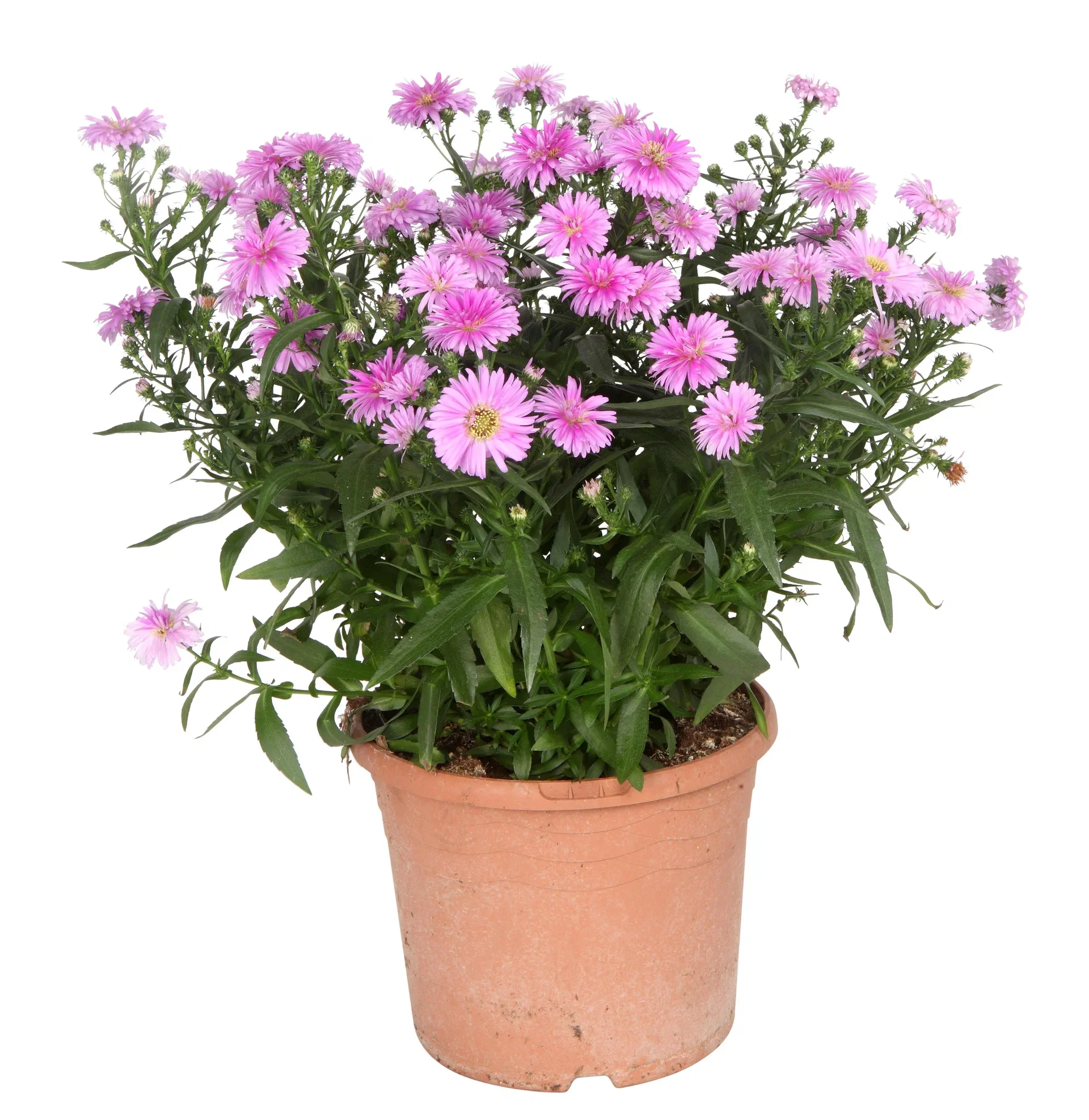 Aster