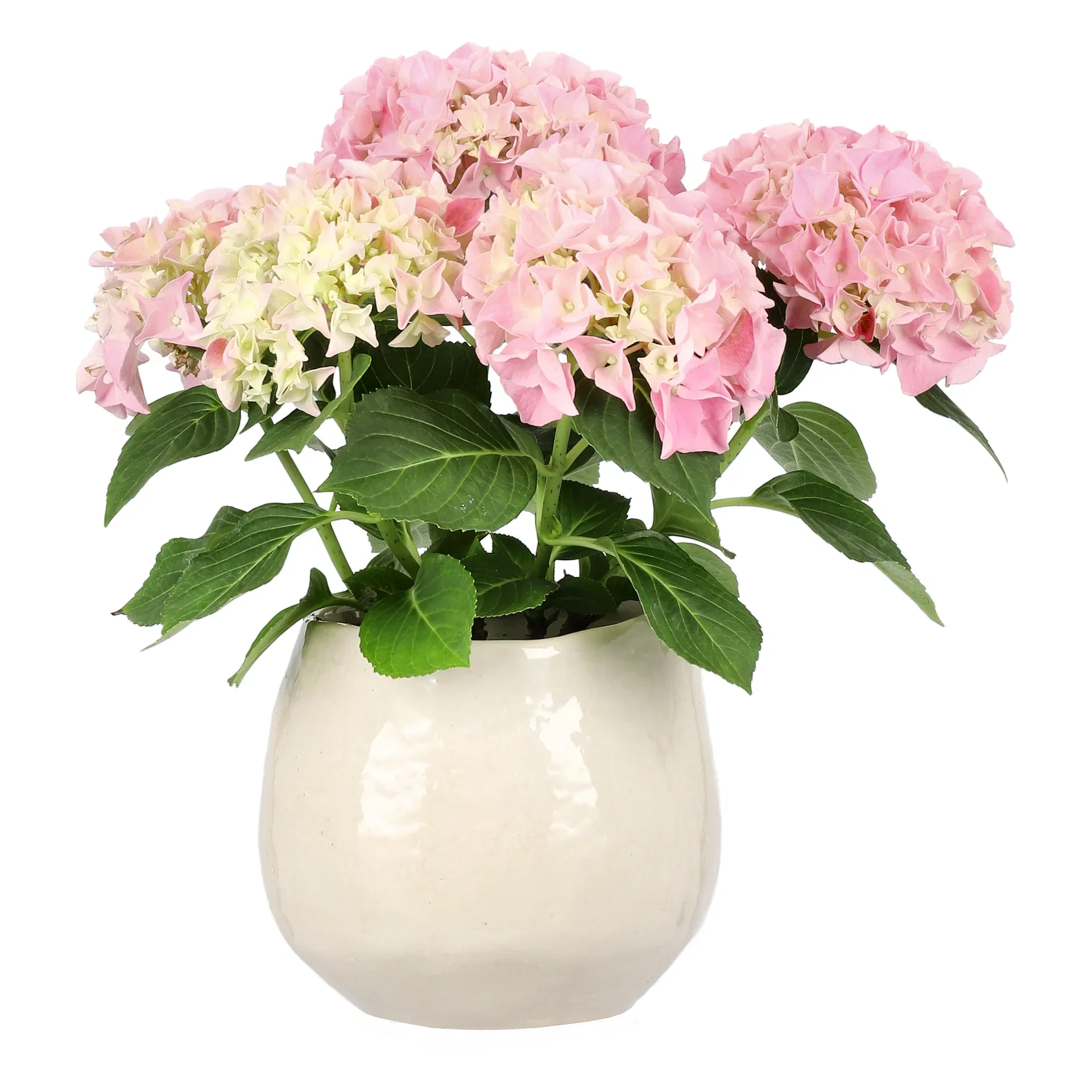 Hortensia
