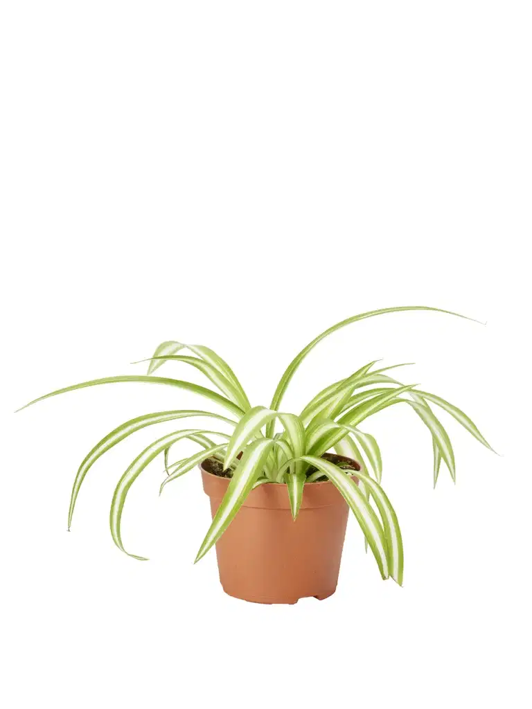 Chlorophytum Variegata 6 cm