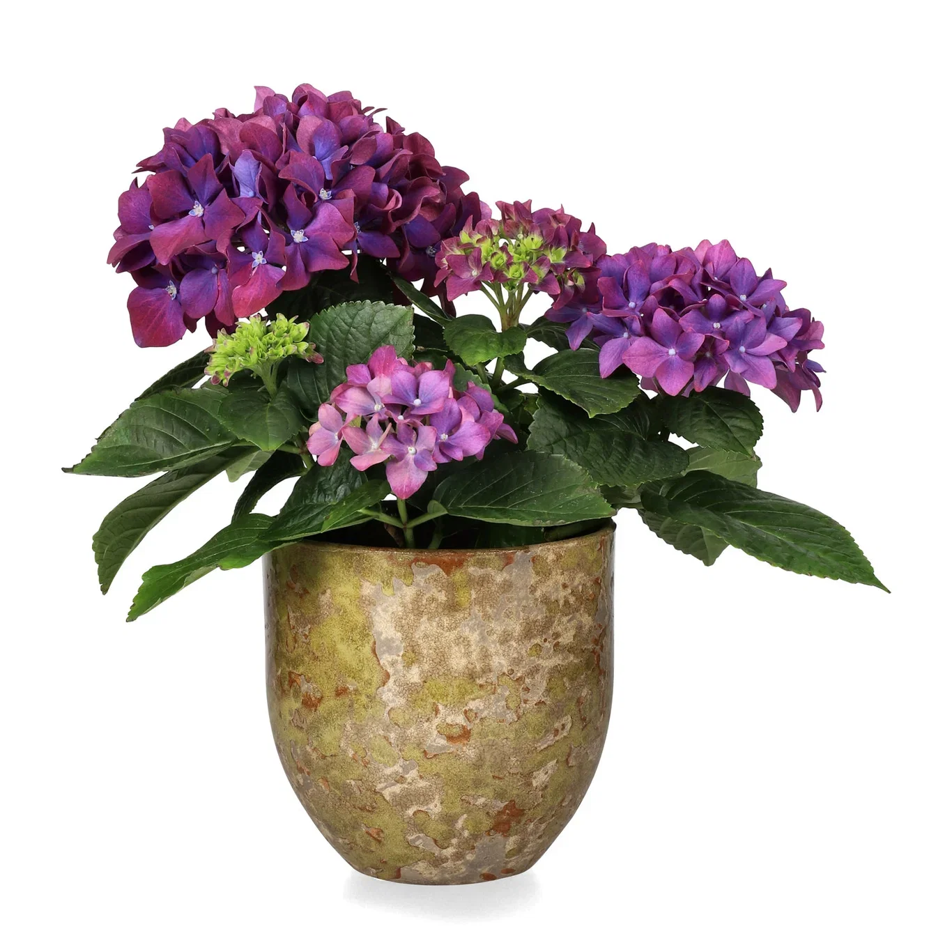 Hortensia