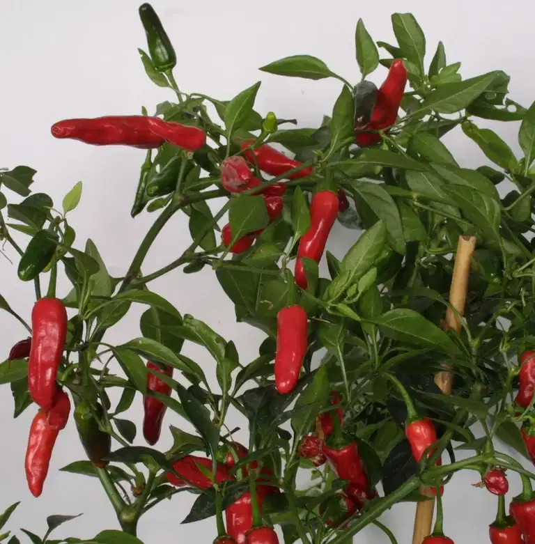 All N. Capsicum Chili 'Apache' 10,5 cm