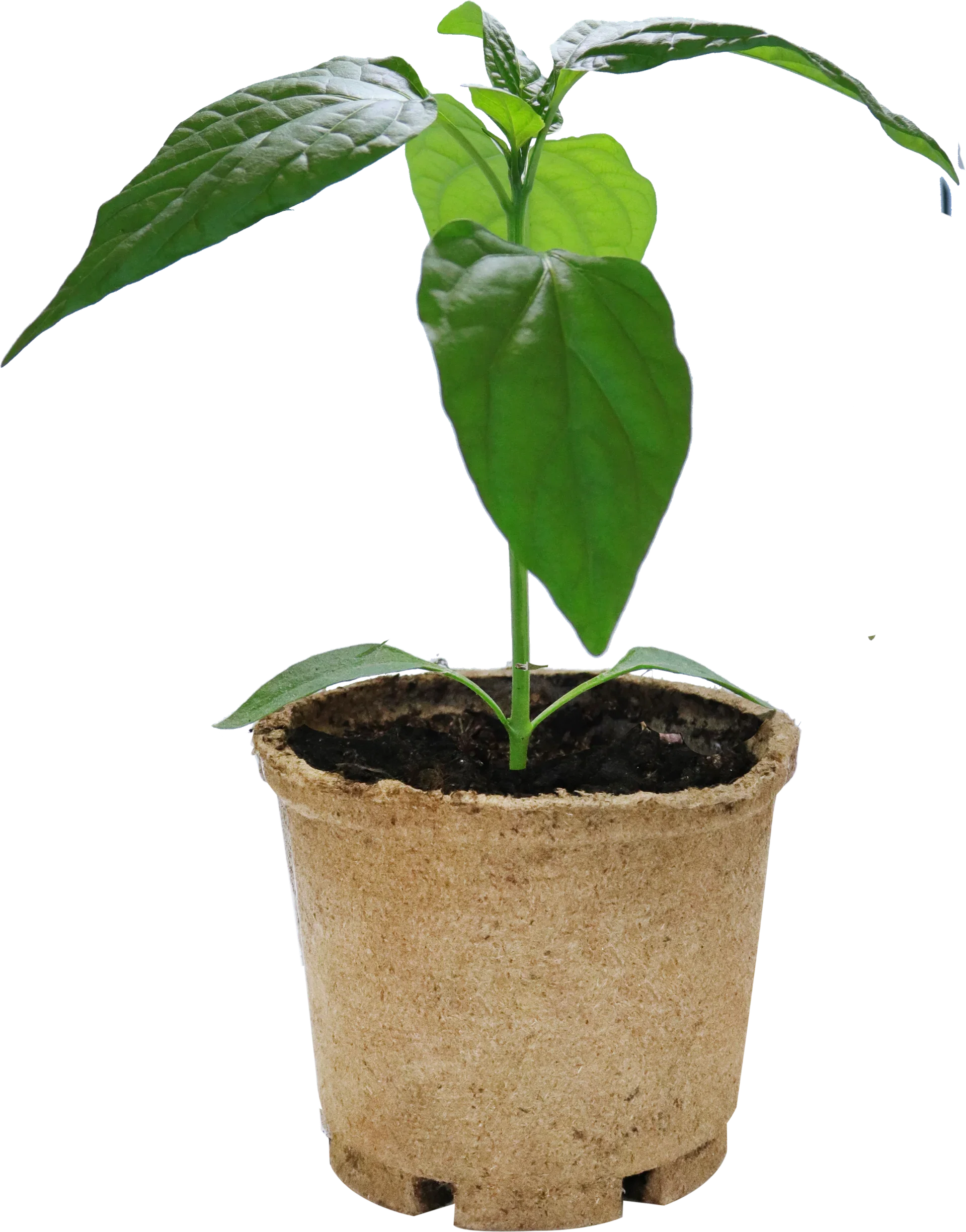 Chili 'Apache'