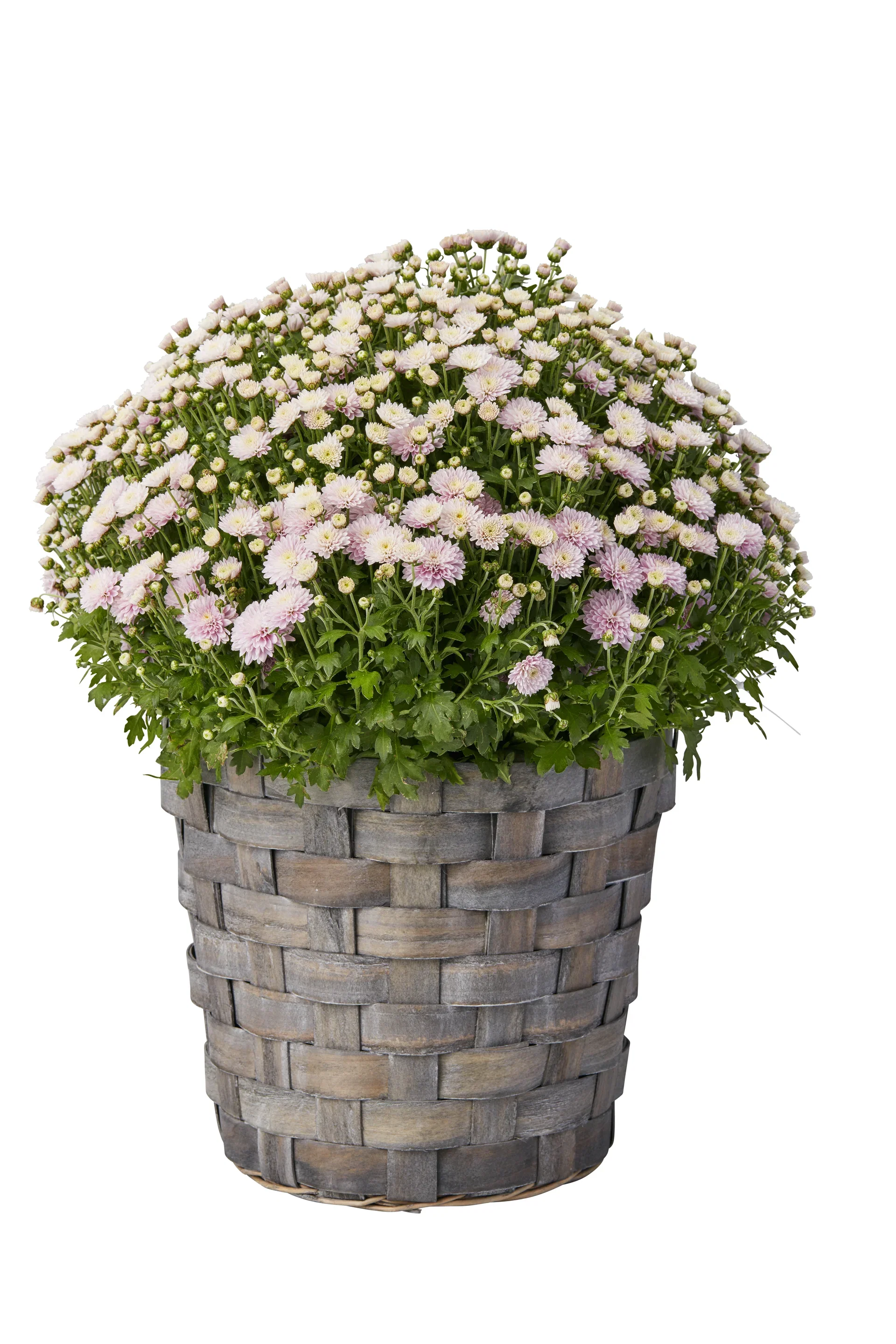 Chrysanthemum ind. 'Magnum' 27 cm