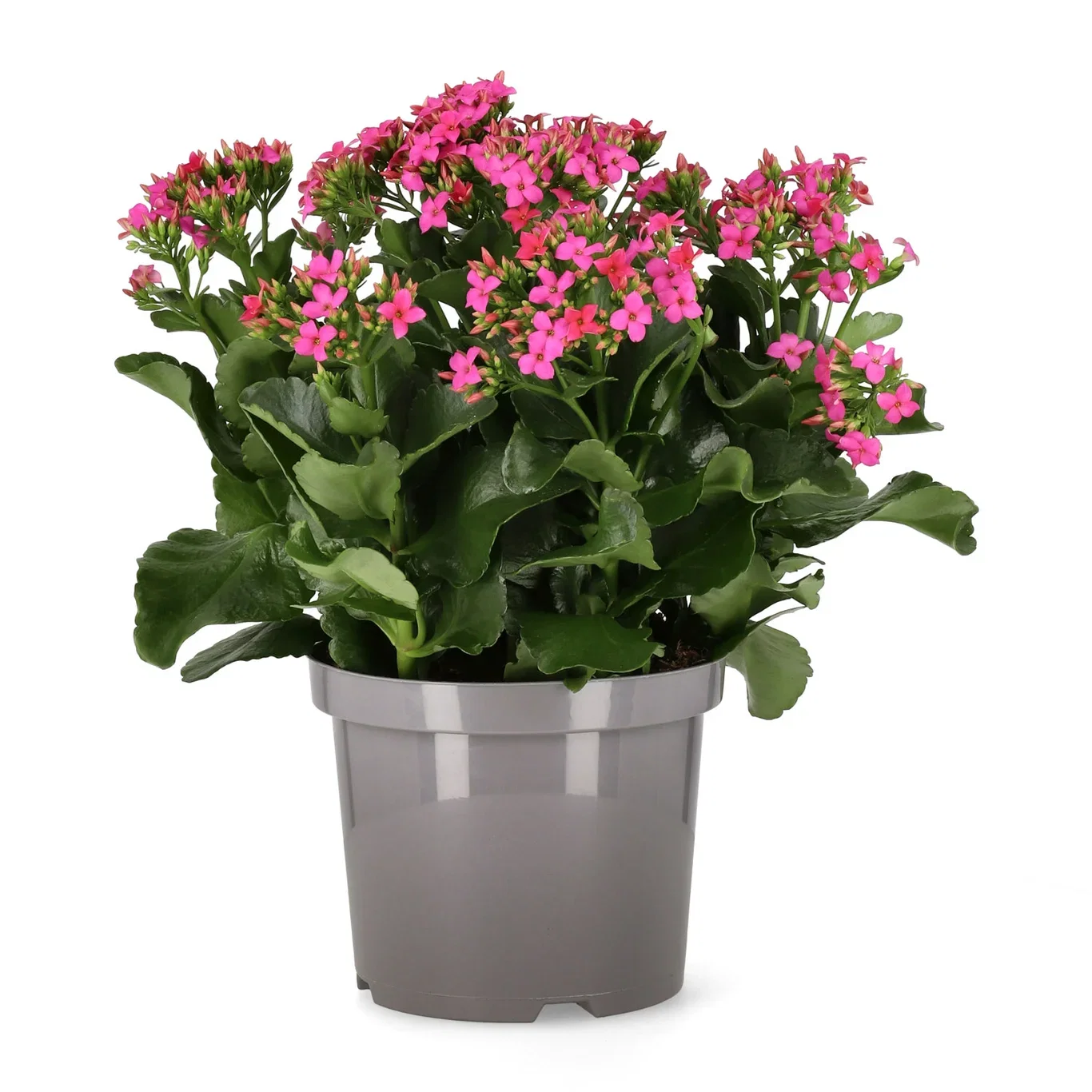 Kalanchoe Outdoor