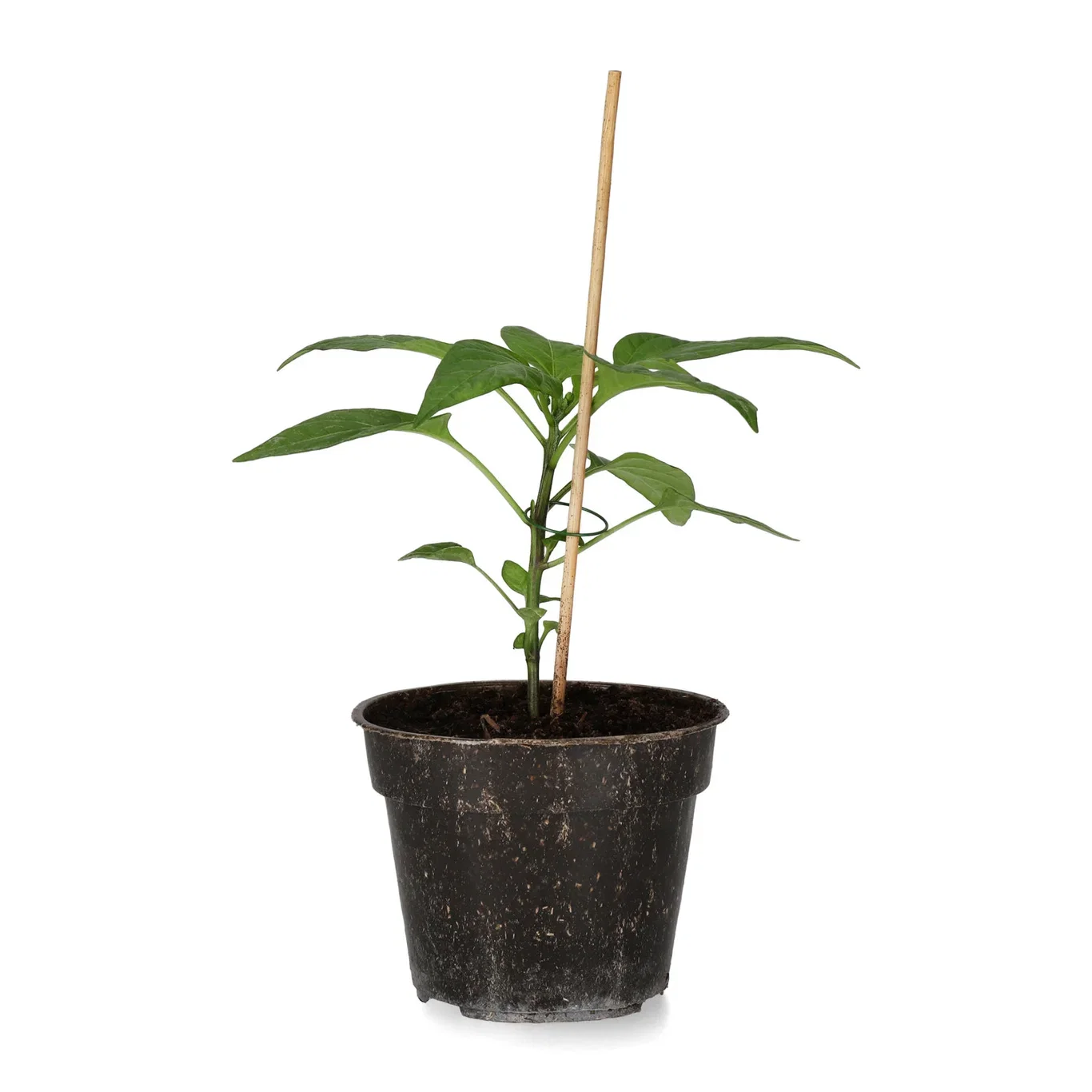 Chili 'Cheyenne'