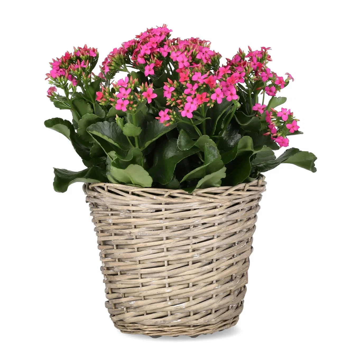 Kalanchoe Outdoor