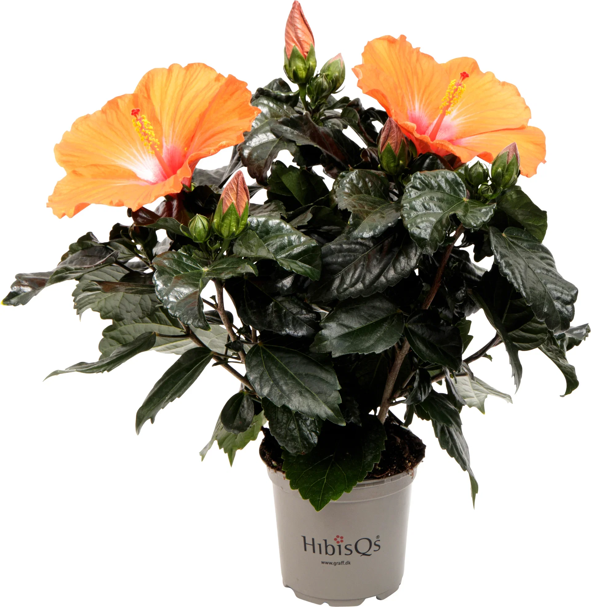 Hibiscus Orange 13 cm