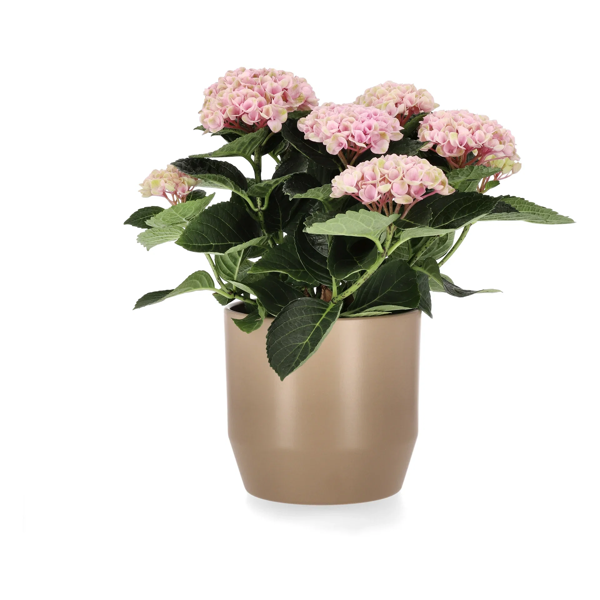 Hortensia 'Magical'